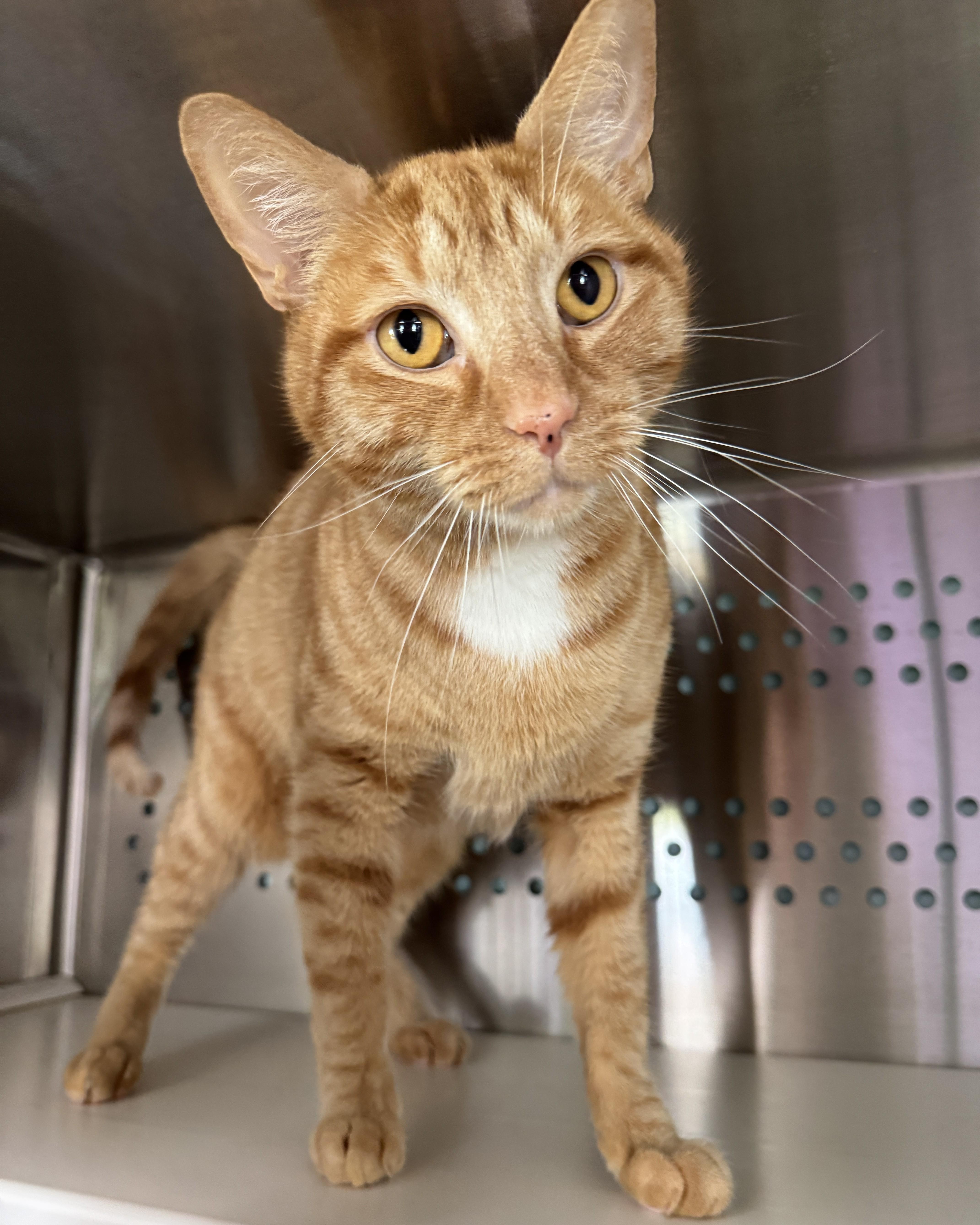 Linguini, adopted, Adult Male Domestic Short Hair.