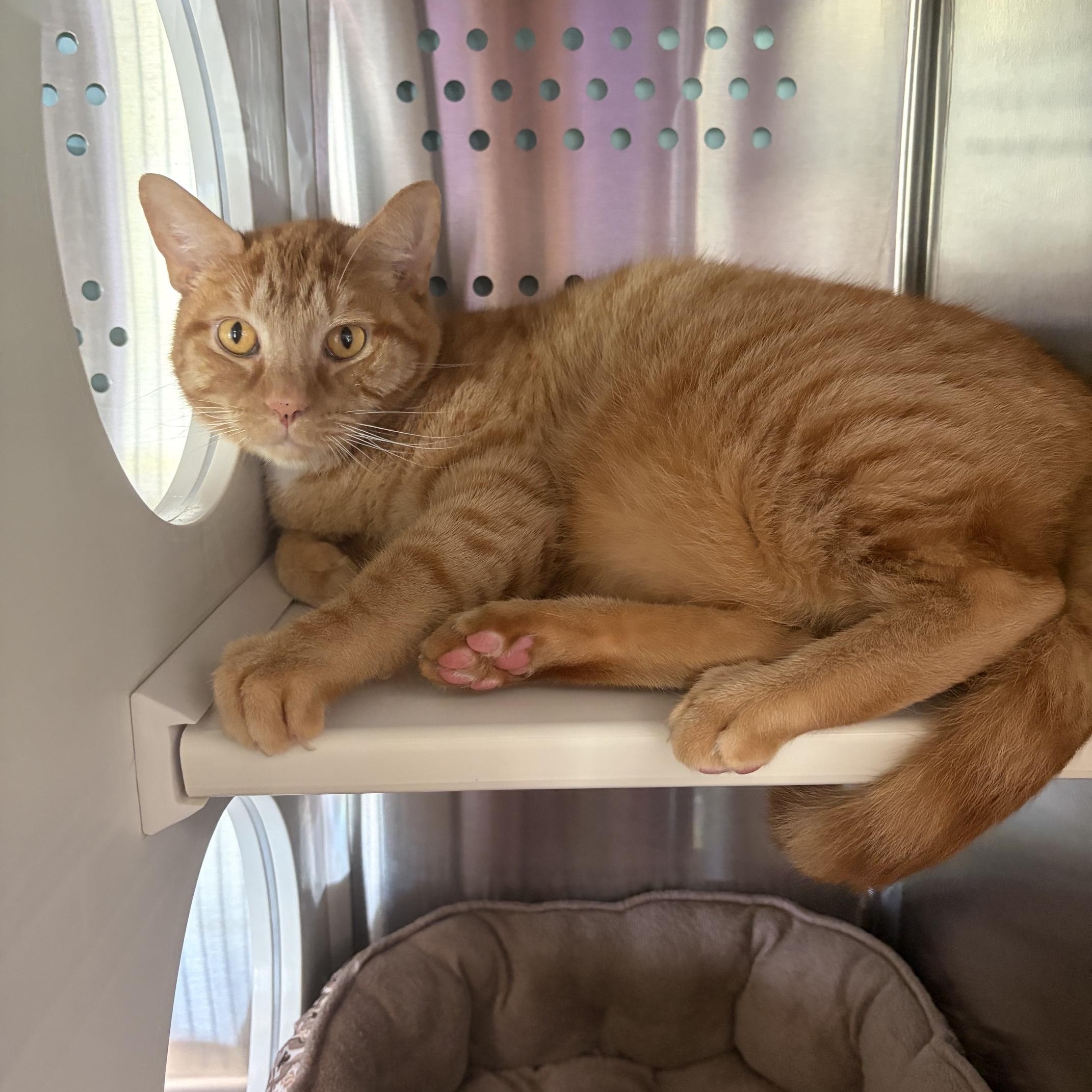 Enlarge Linguini, an adopted Domestic Short Hair in Seneca, PA image 2/5