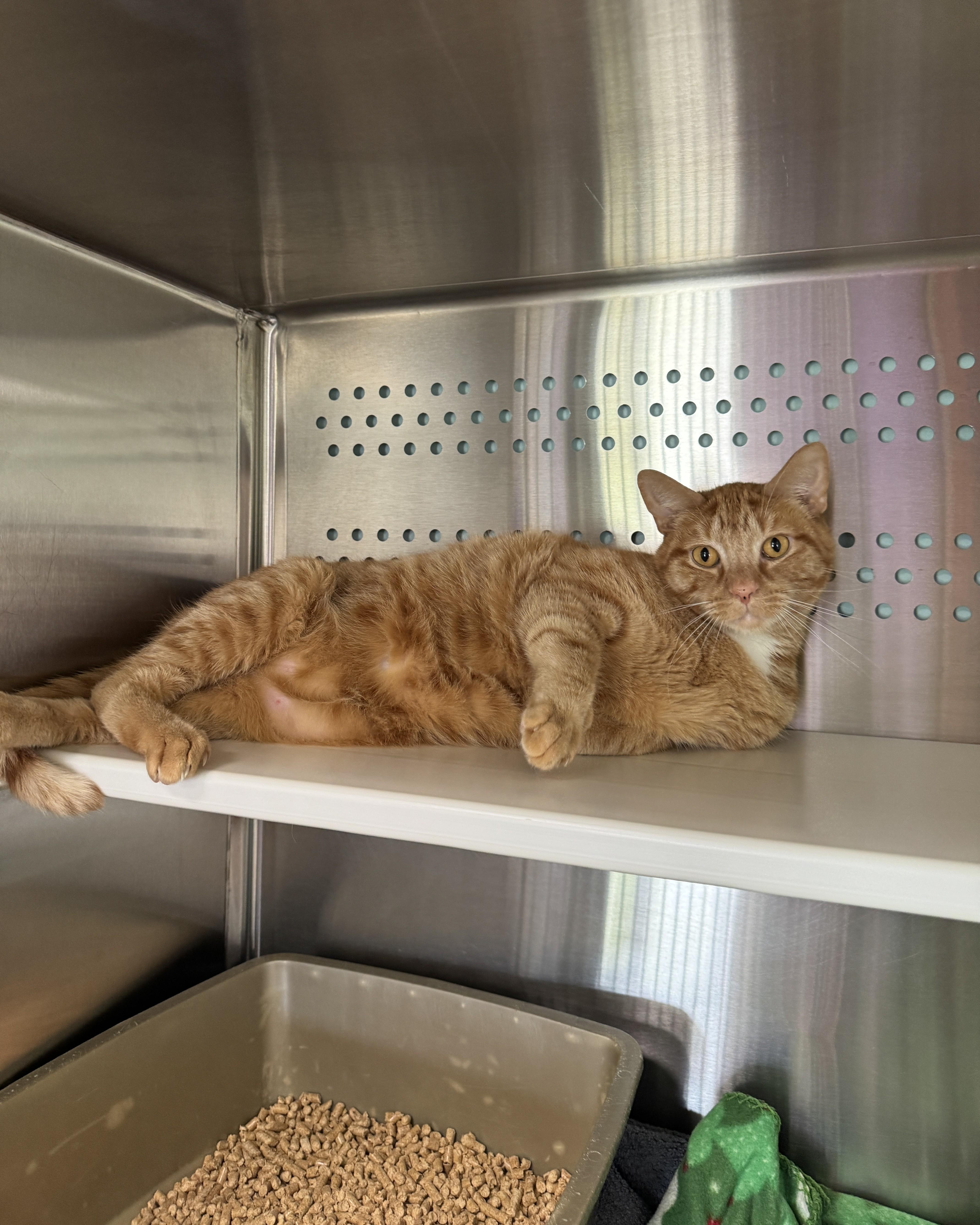 Enlarge Linguini, an adopted Domestic Short Hair in Seneca, PA image 4/5