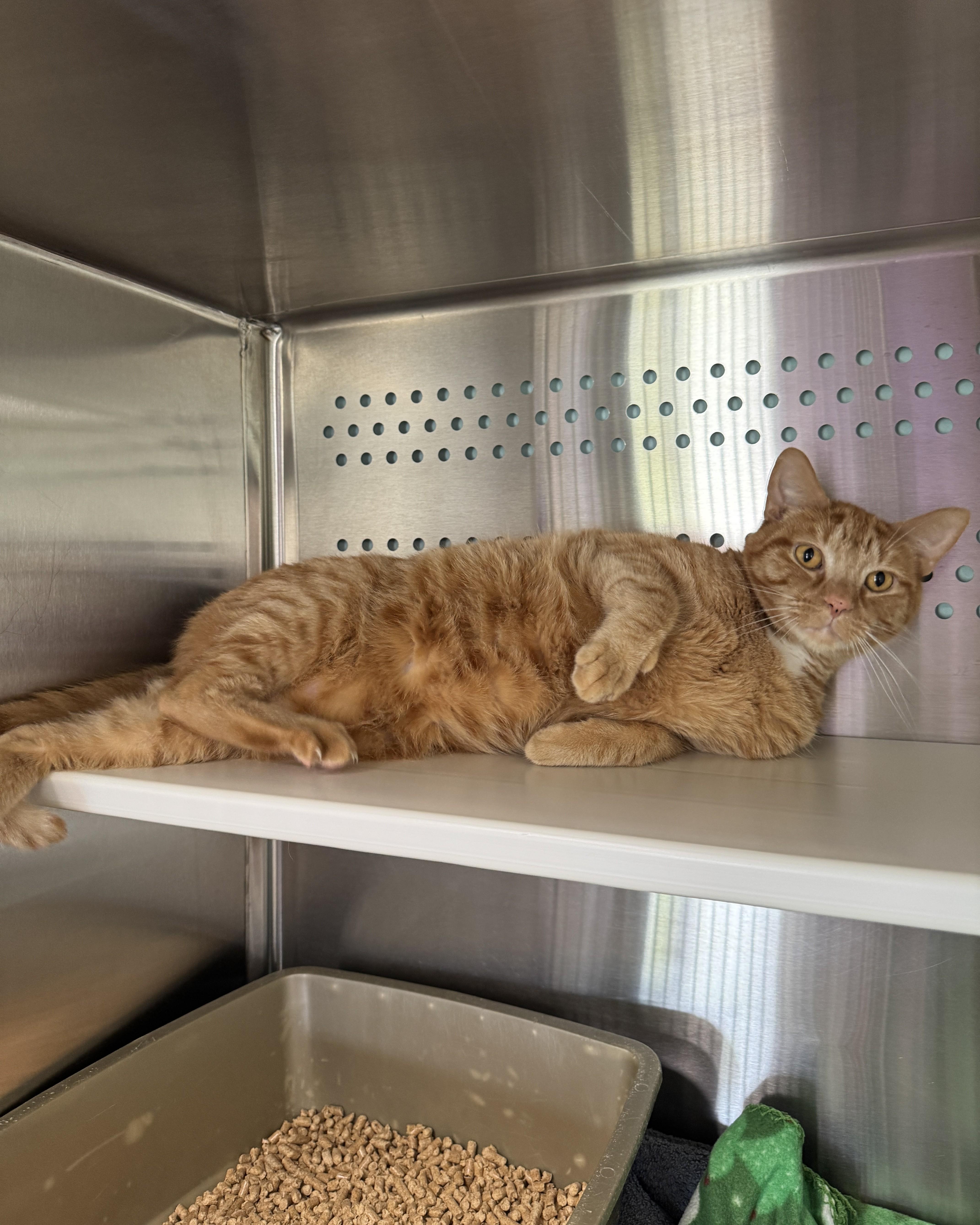 Enlarge Linguini, an adopted Domestic Short Hair in Seneca, PA image 3/5