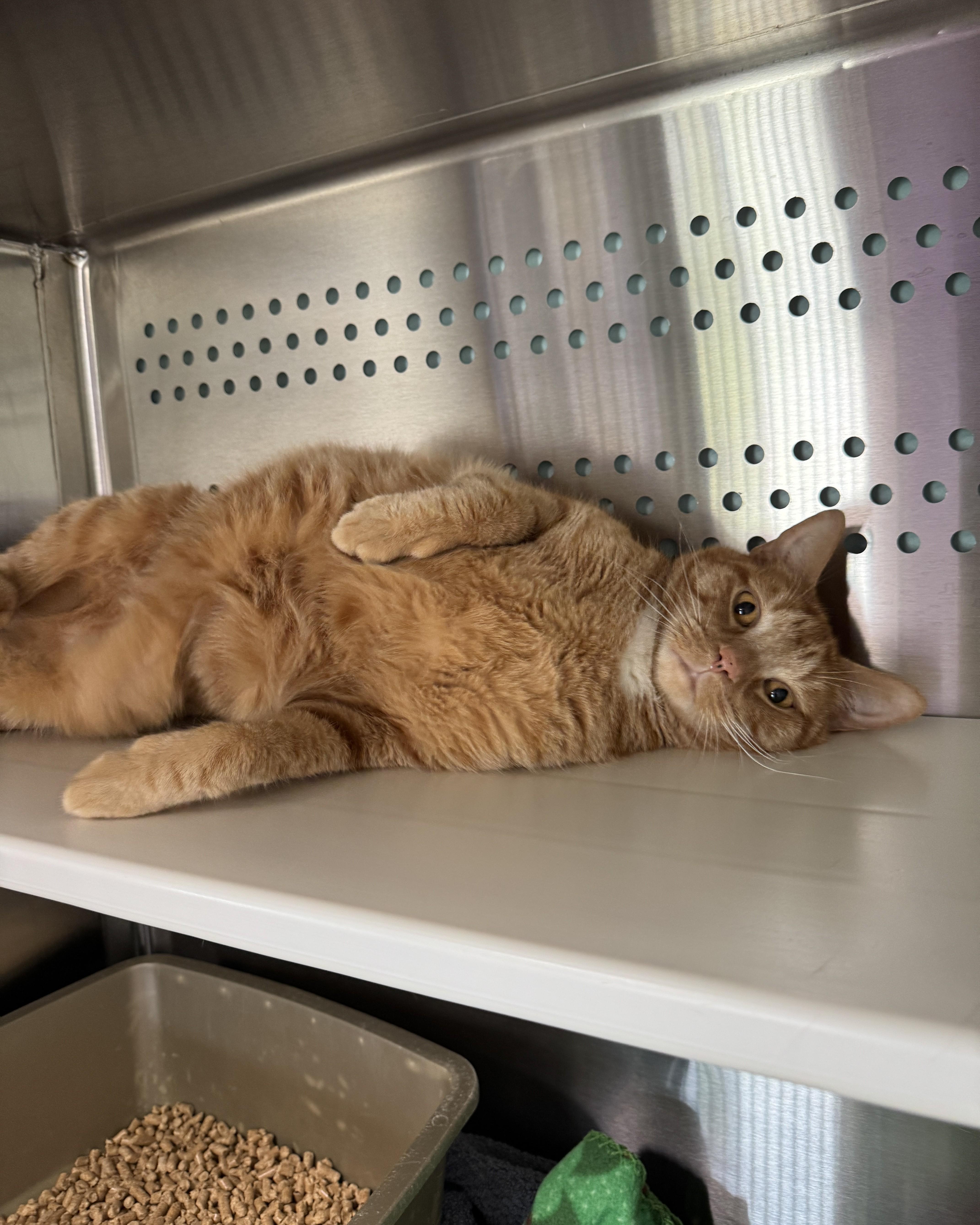 Enlarge Linguini, an adopted Domestic Short Hair in Seneca, PA image 5/5