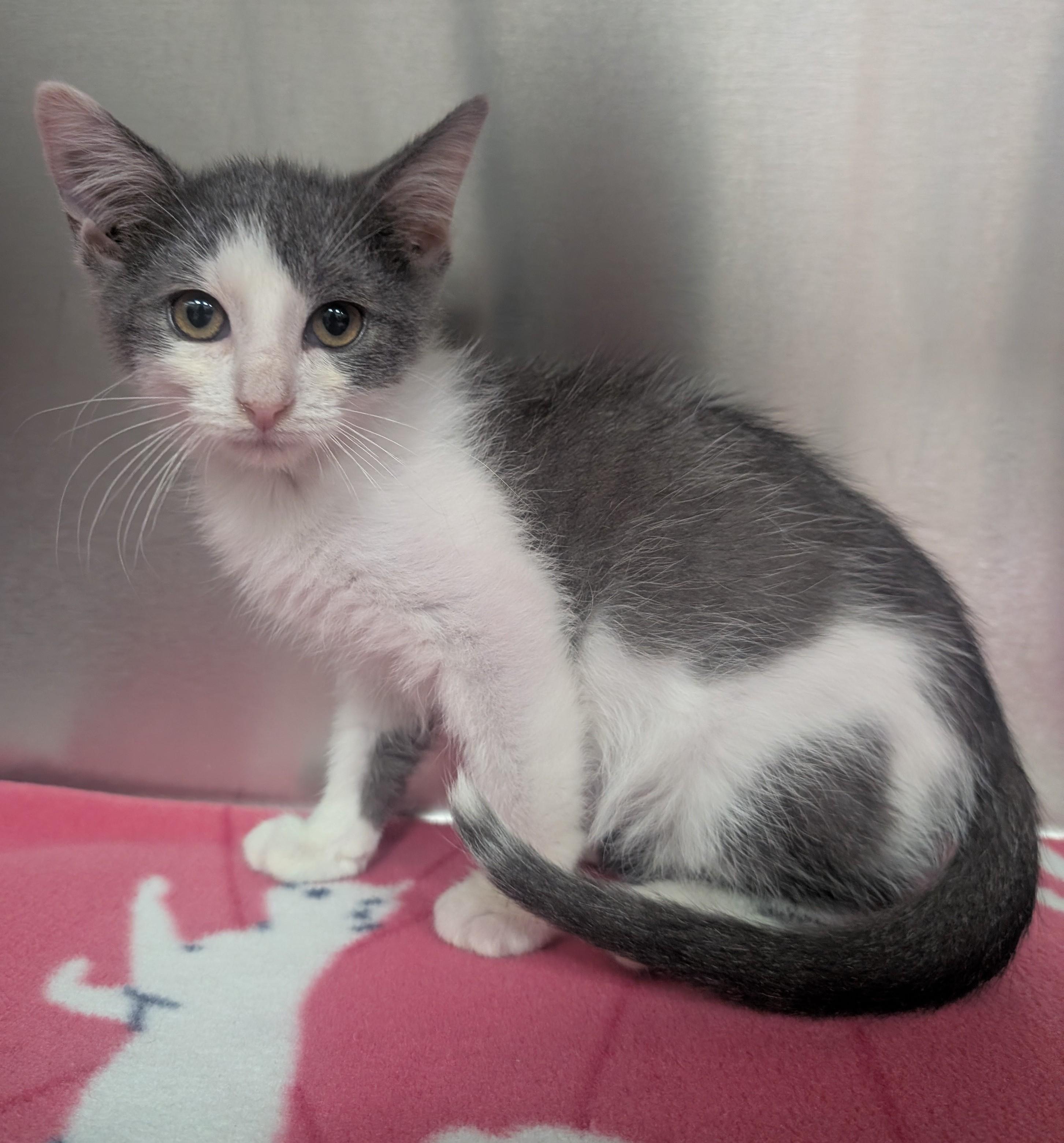 Sophia, adoptable, Young Female Domestic Short Hair.