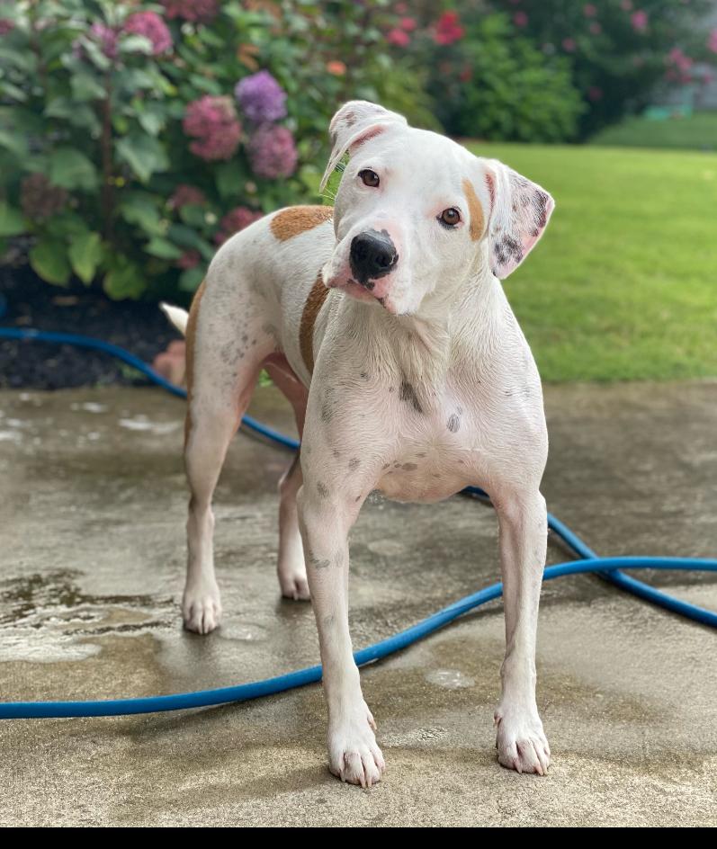 Carter, Adoptable, Adult Male Pit Bull Terrier.