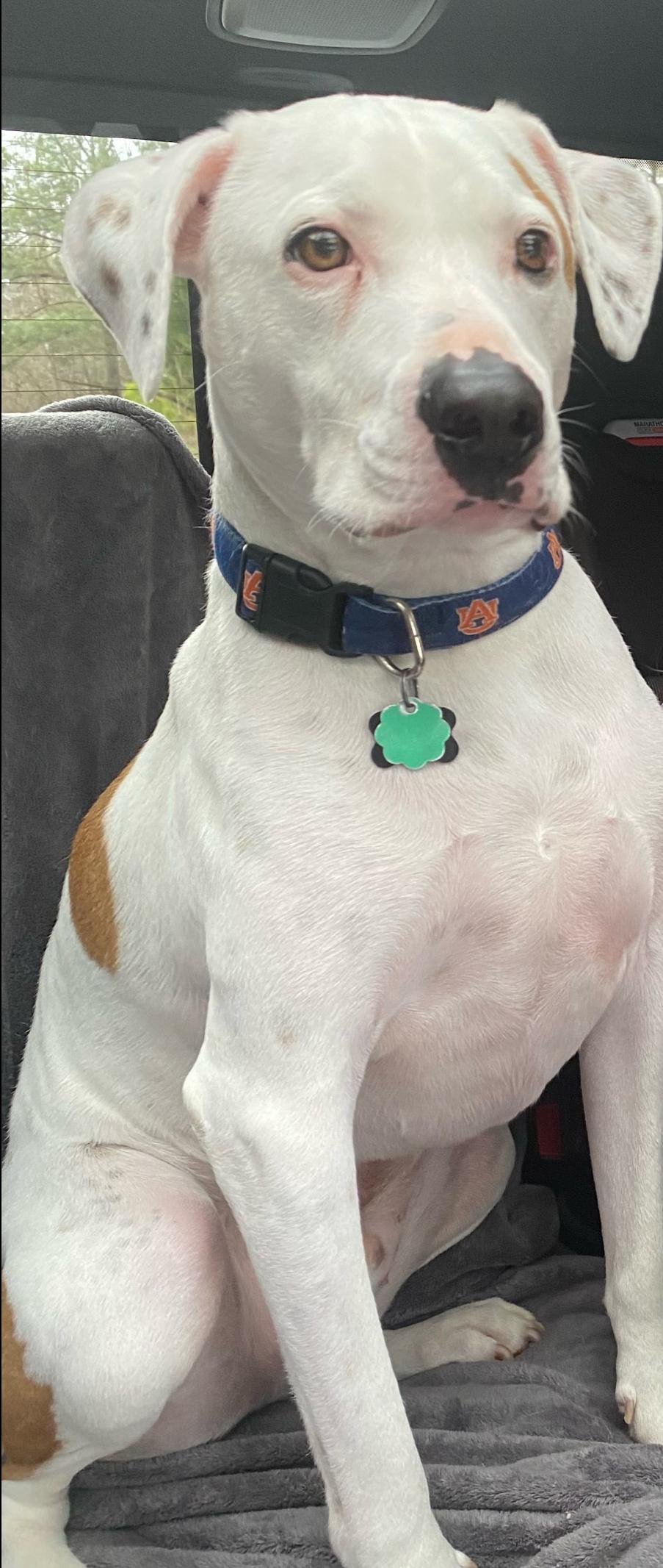 Carter, a Adoptable mixed breed in Horse Shoe, NC image 3/3