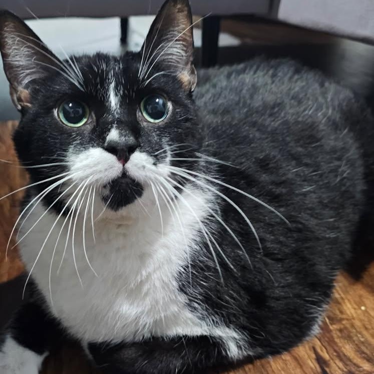 Enlarge Maxwell, a Adopted Domestic Short Hair in Miamisburg, OH image 4/6