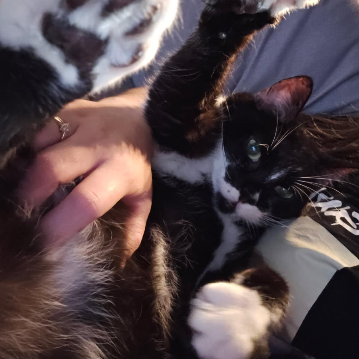 Enlarge Maxwell, a Adopted Domestic Short Hair in Miamisburg, OH image 3/6