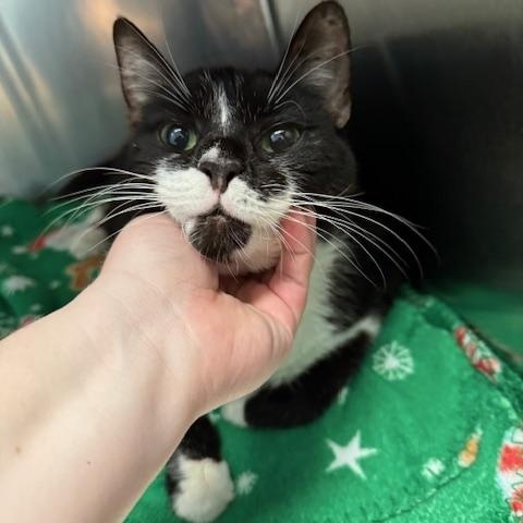 Enlarge Maxwell, a Adopted Domestic Short Hair in Miamisburg, OH image 1/6