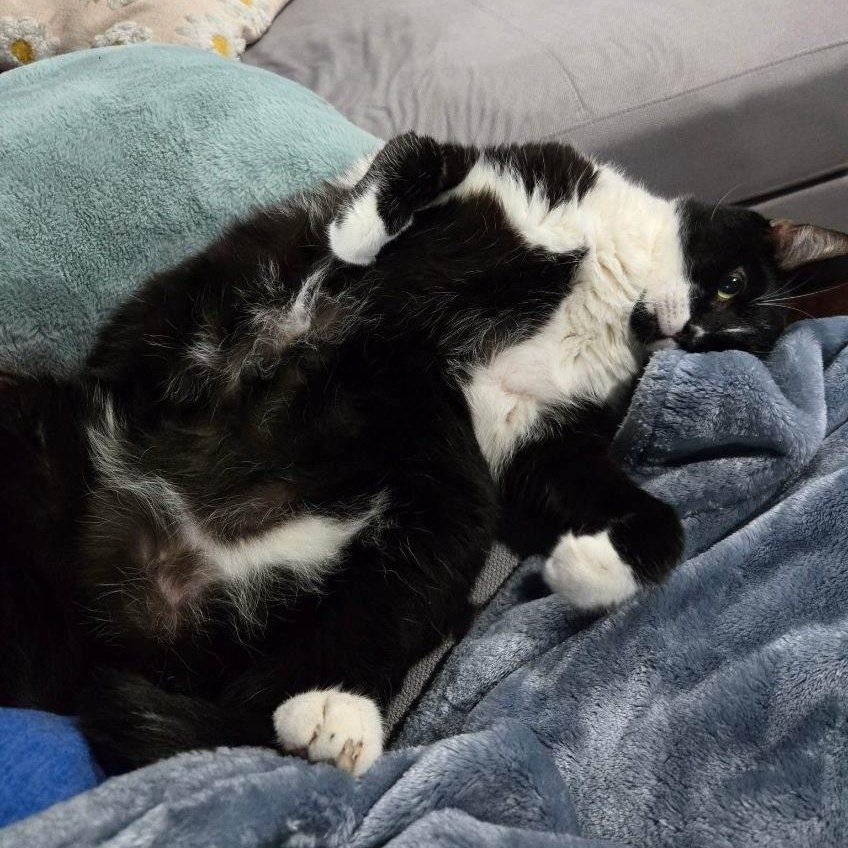 Enlarge Maxwell, a Adopted Domestic Short Hair in Miamisburg, OH image 5/6