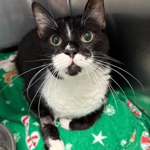 Enlarge Maxwell, a Adopted Domestic Short Hair in Miamisburg, OH image 6/6