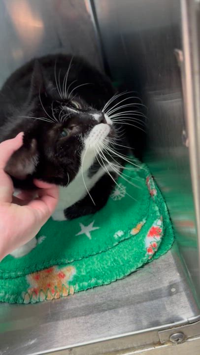 Enlarge Maxwell, a Adopted Domestic Short Hair in Miamisburg, OH video 2/6