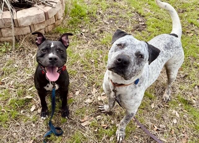 Baylor Banjo Morning Coffee Buddy