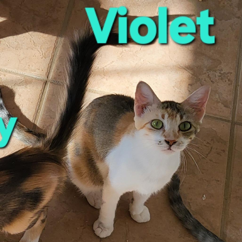 Violet Crawley, Adoptable, Adult Female Domestic Medium Hair.