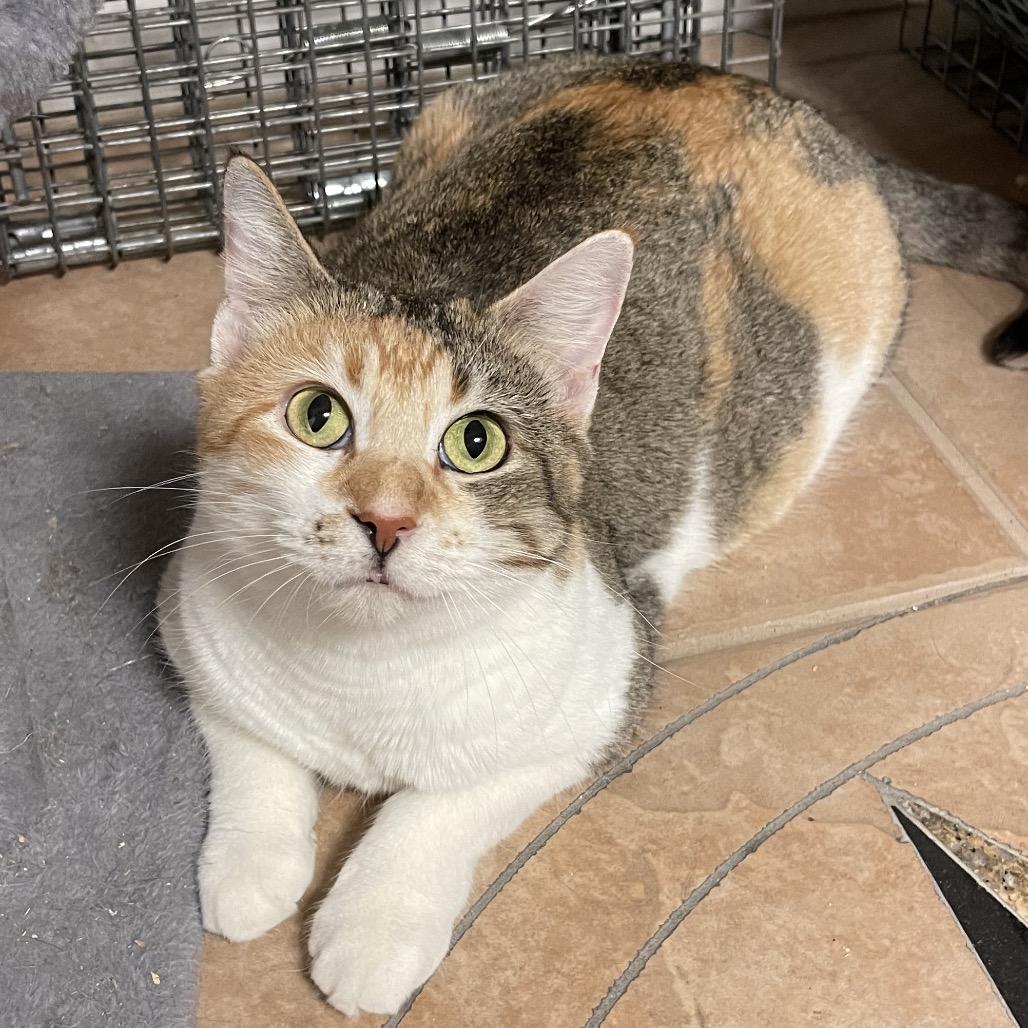 Violet Crawley, a Adoptable Domestic Medium Hair in Leander, TX image 2/4