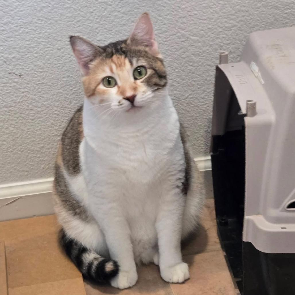 Violet Crawley, a Adoptable Domestic Medium Hair in Leander, TX image 3/4