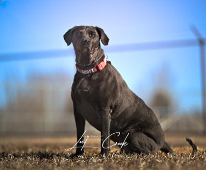 Sadie, Adoptable, Senior Female Labrador Retriever & Mixed Breed.