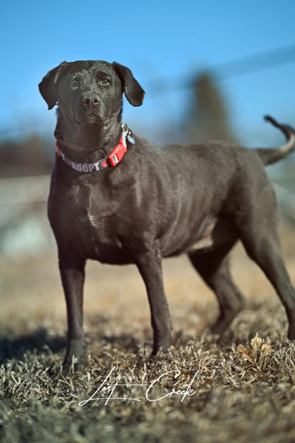 Sadie, Adoptable, Senior Female Labrador Retriever & Mixed Breed.