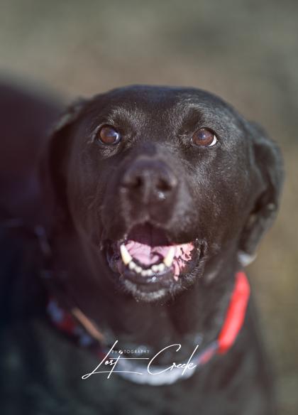 Enlarge Sadie, a Adoptable mixed breed in Kalispell, MT image 2/3