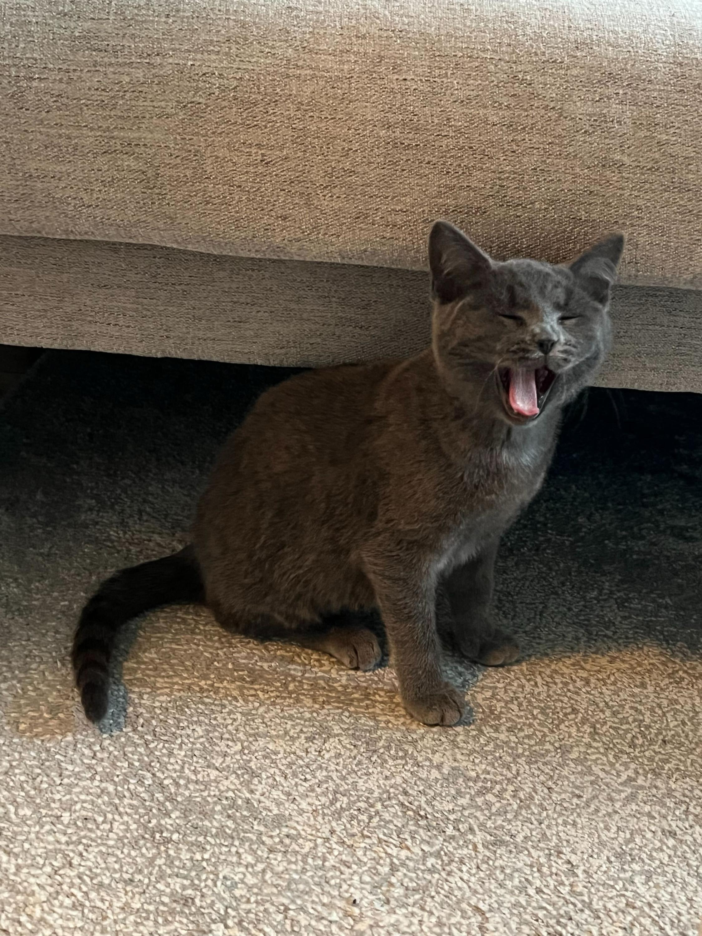 Stone (Bonded to Onyx), an adoption pending Domestic Short Hair in Long Island City, NY image 4/6