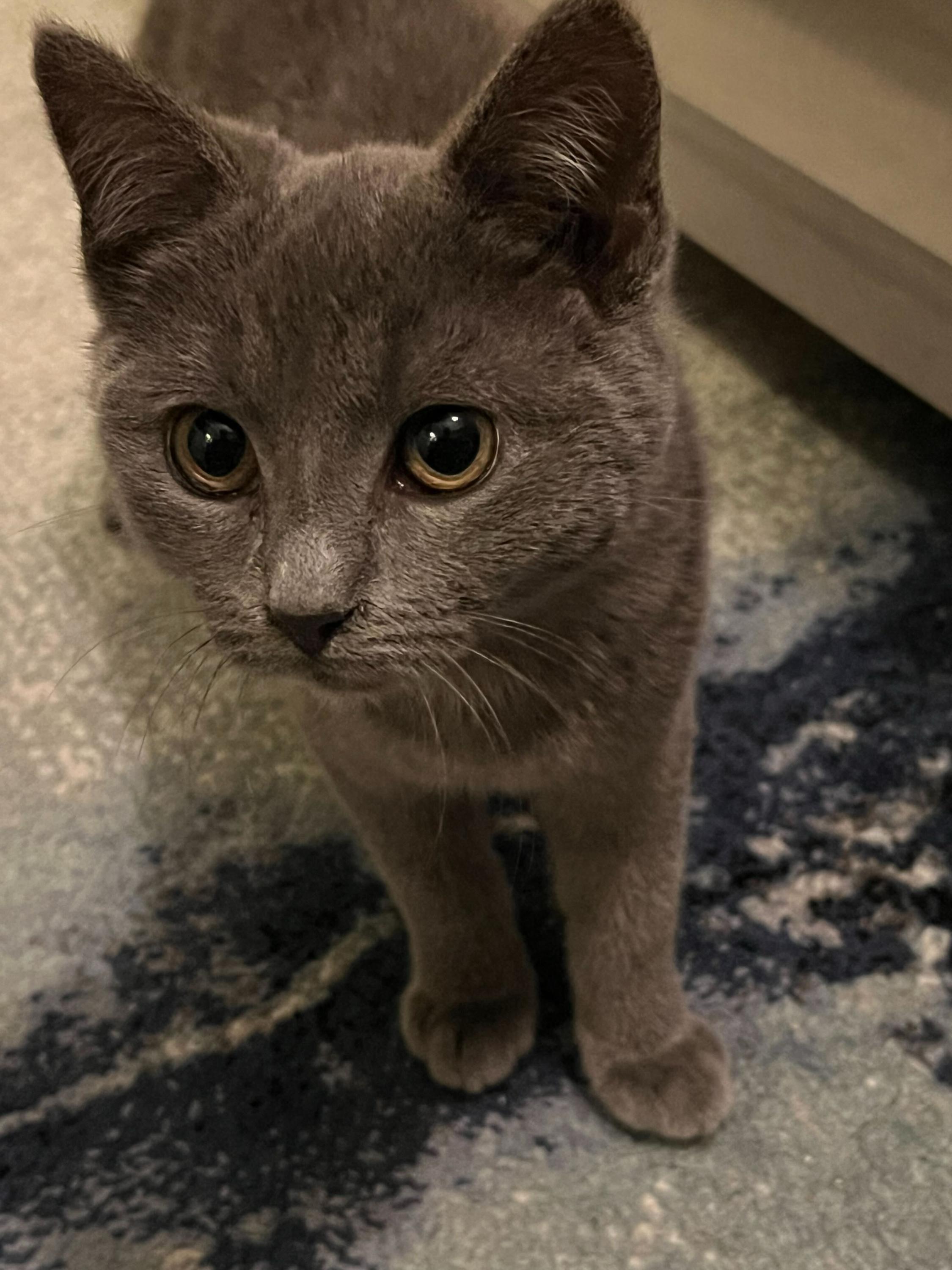 Stone (Bonded to Onyx), an adoption pending Domestic Short Hair in Long Island City, NY image 1/6