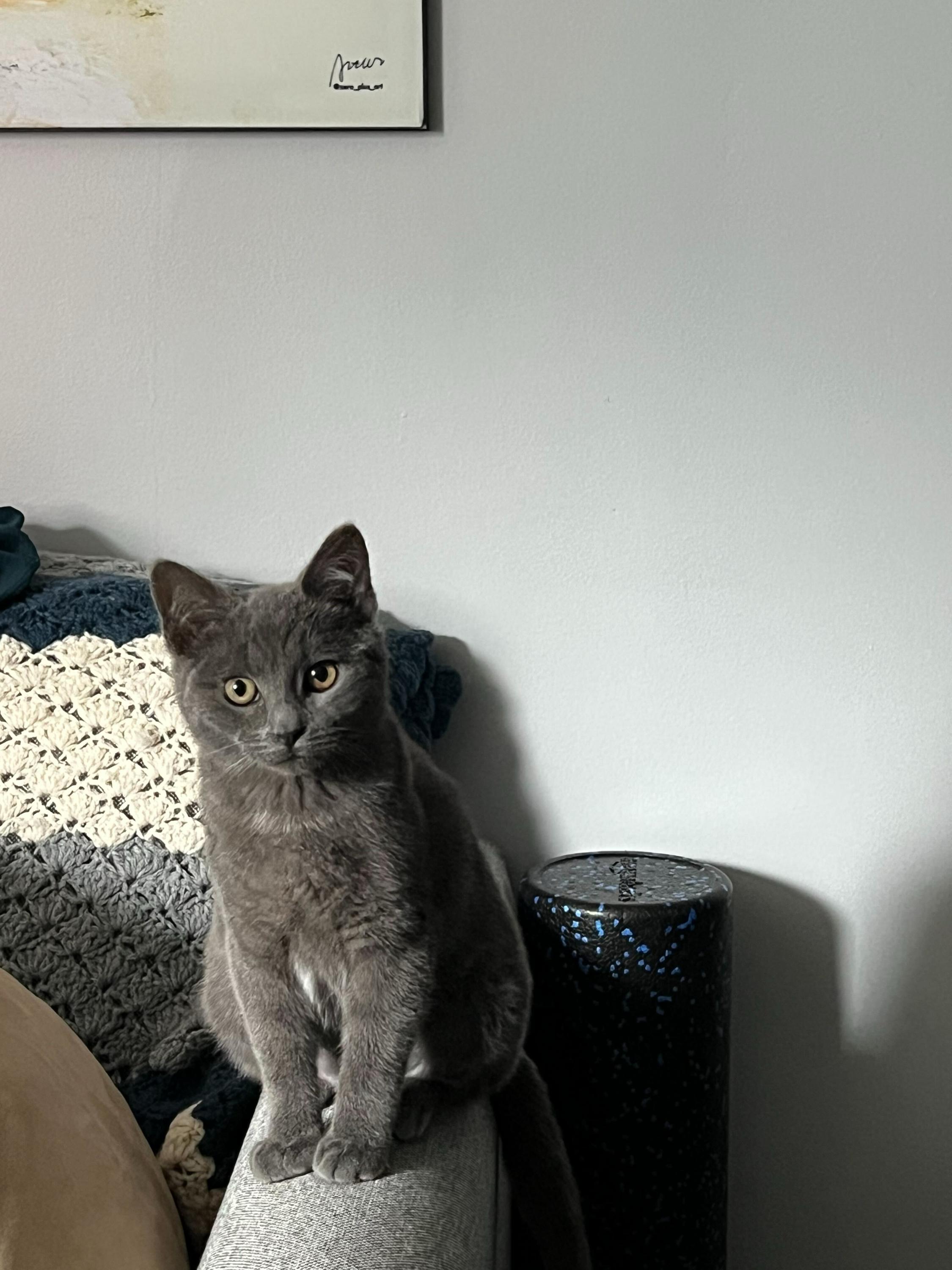 Stone (Bonded to Onyx), an adoption pending Domestic Short Hair in Long Island City, NY image 3/6