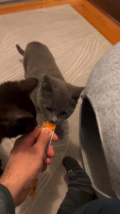 Enlarge Stone (Bonded to Onyx), an adoption pending Domestic Short Hair in Long Island City, NY video 5/6