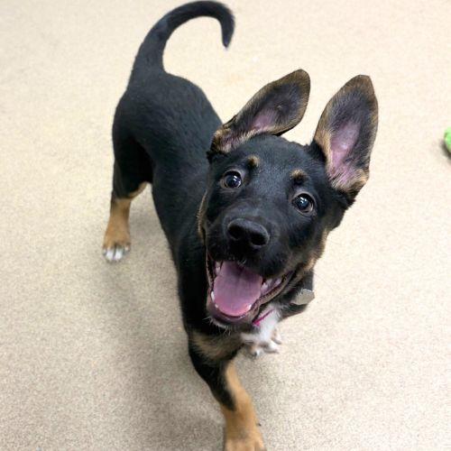 Enlarge LUCY, a Adoptable mixed breed in Aurora, CO image 1/1