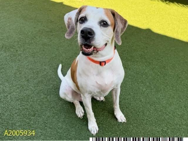 Enlarge Ryder, a Adoptable mixed breed in Melbourne Beach, FL image 1/1