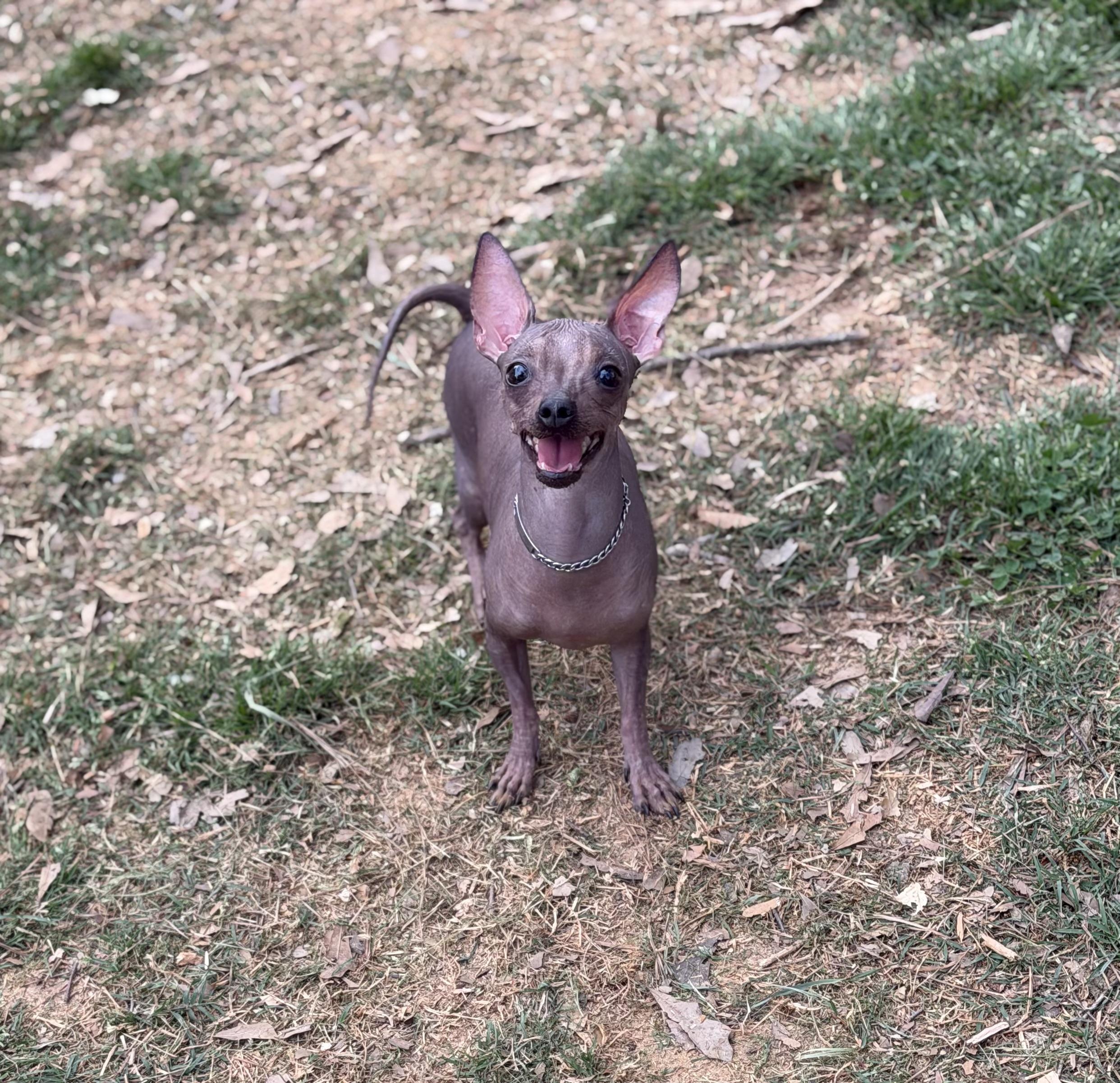 Enlarge Alma, a ADOPTABLE mixed breed in Atlanta, GA image 4/6