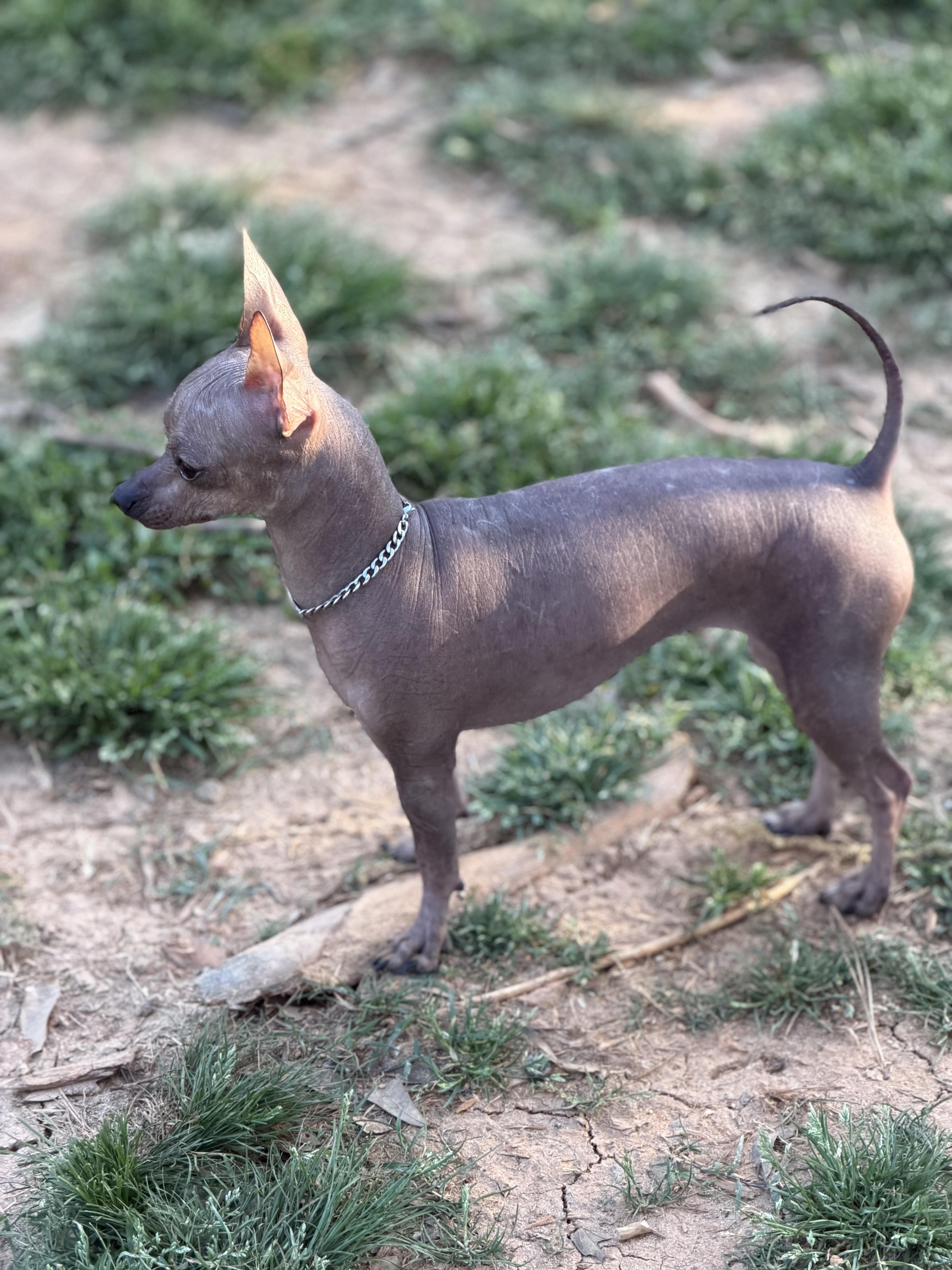 Enlarge Alma, a ADOPTABLE mixed breed in Atlanta, GA image 6/6