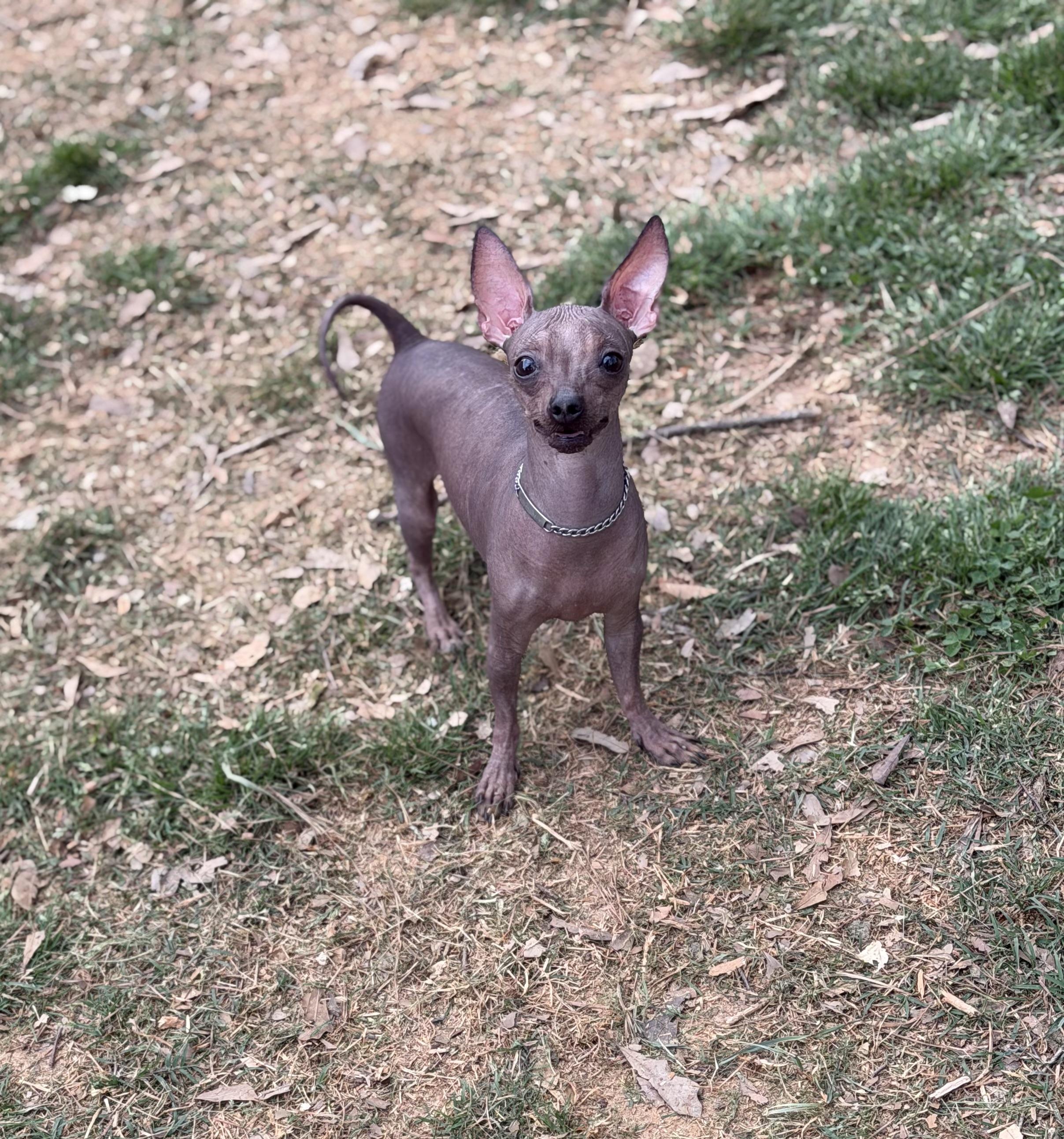 Enlarge Alma, a ADOPTABLE mixed breed in Atlanta, GA image 2/6