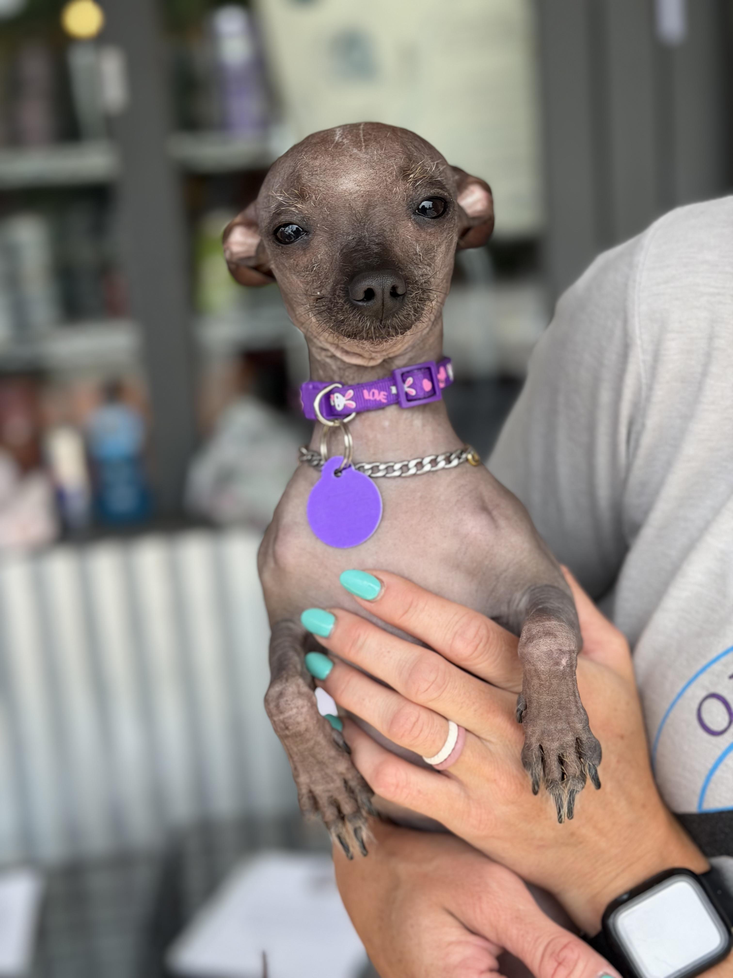 Enlarge Alma, a ADOPTABLE mixed breed in Atlanta, GA image 5/6