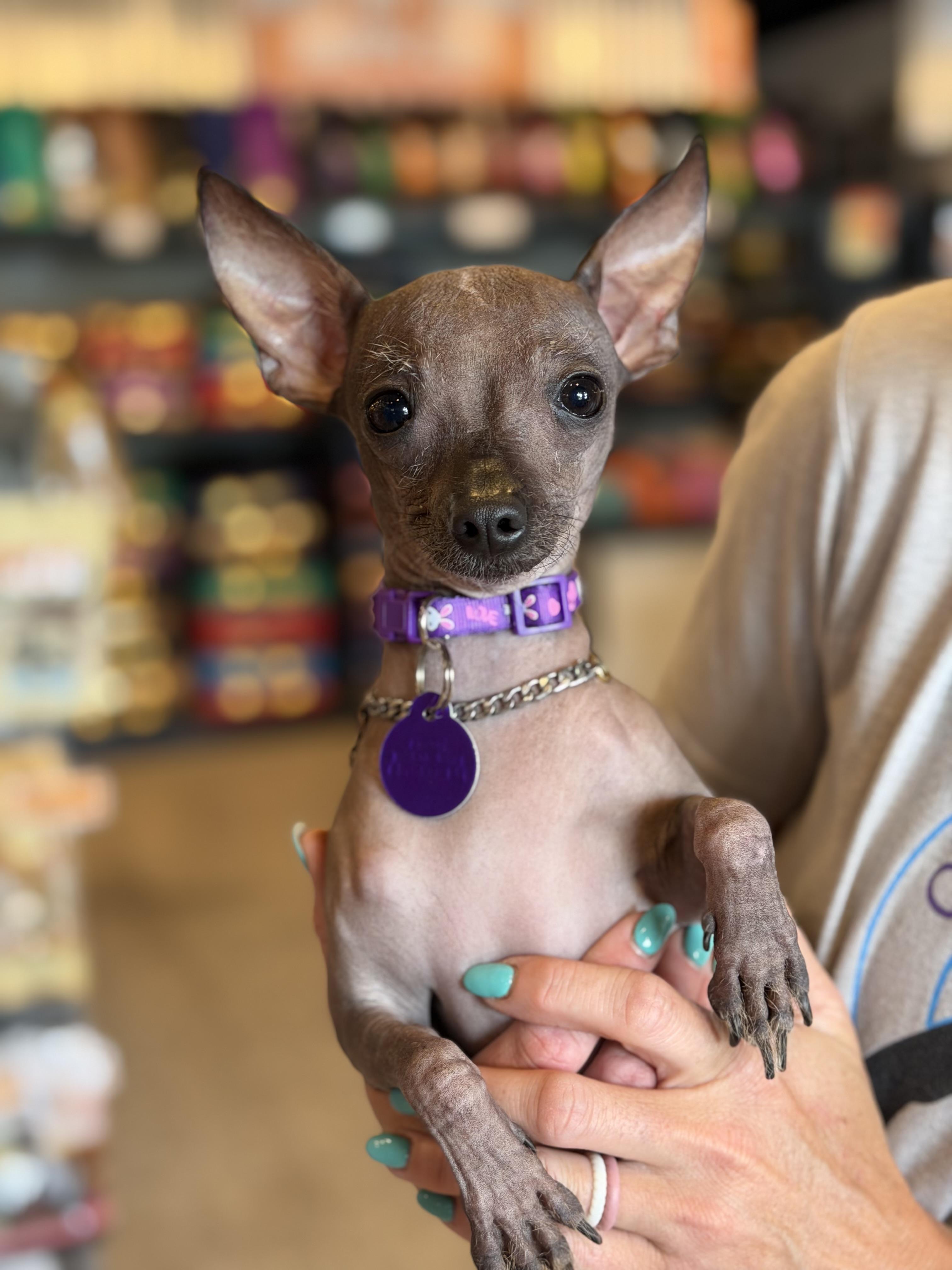 Alma, ADOPTABLE, Young Female Chihuahua & Xoloitzcuintli / Mexican Hairless.