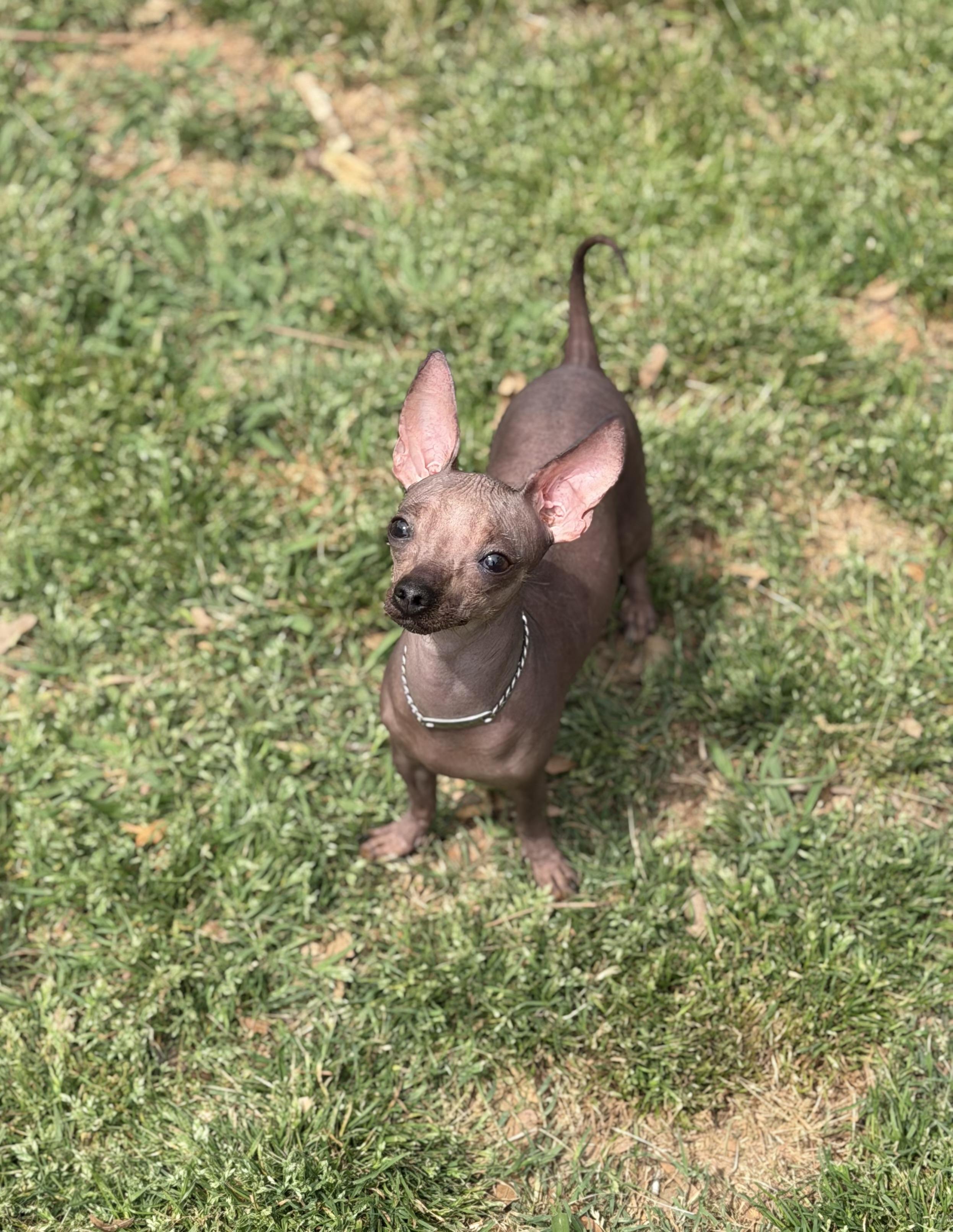 Enlarge Alma, a ADOPTABLE mixed breed in Atlanta, GA image 3/6