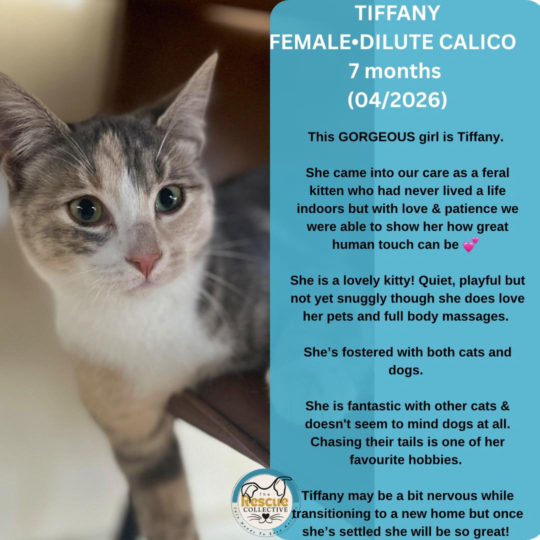 Tiffany, ADOPTABLE, Young Female Dilute Calico.
