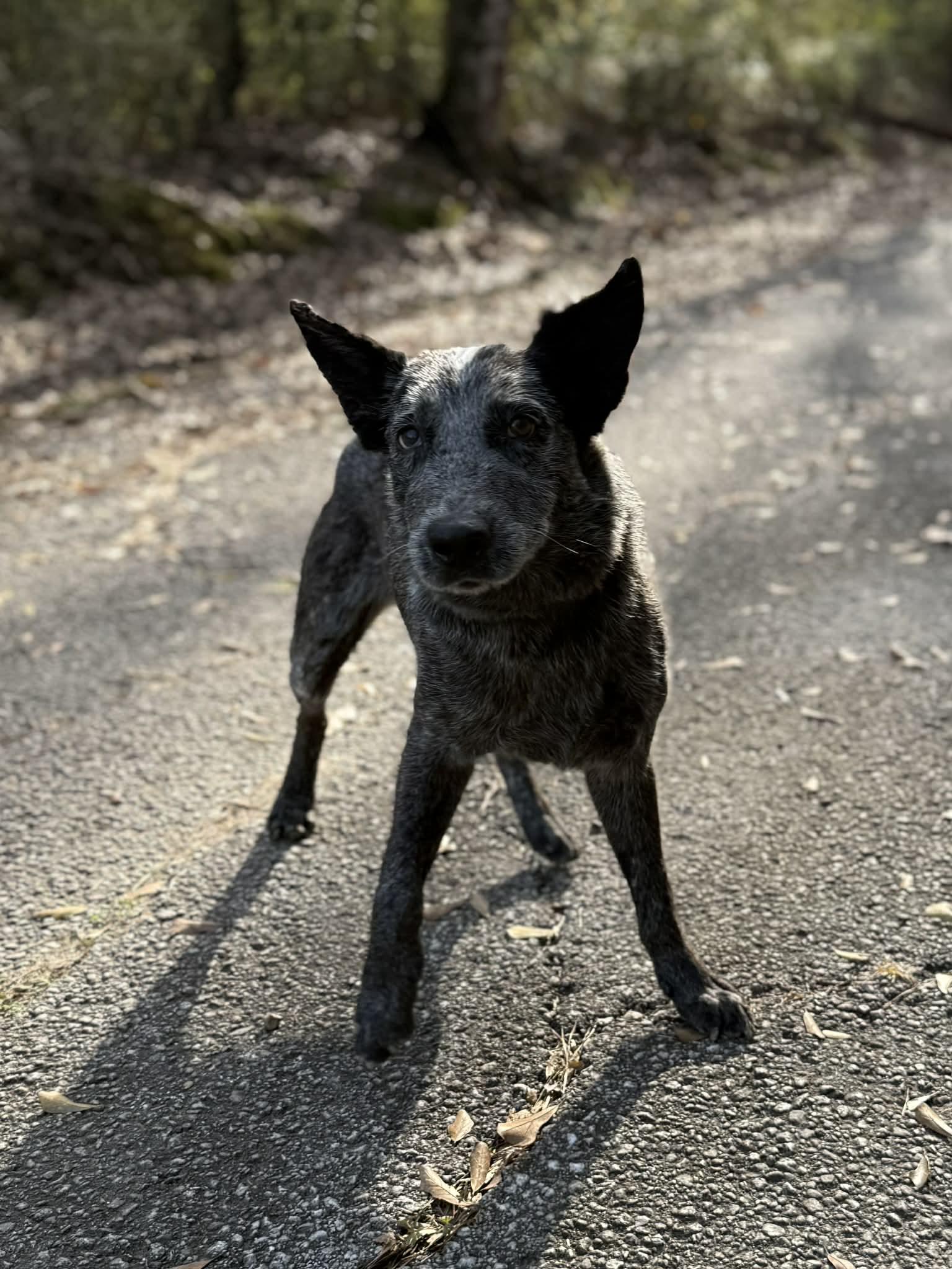 Enlarge Blue, a ADOPTABLE Australian Cattle Dog / Blue Heeler in Baton Rouge, LA image 4/4