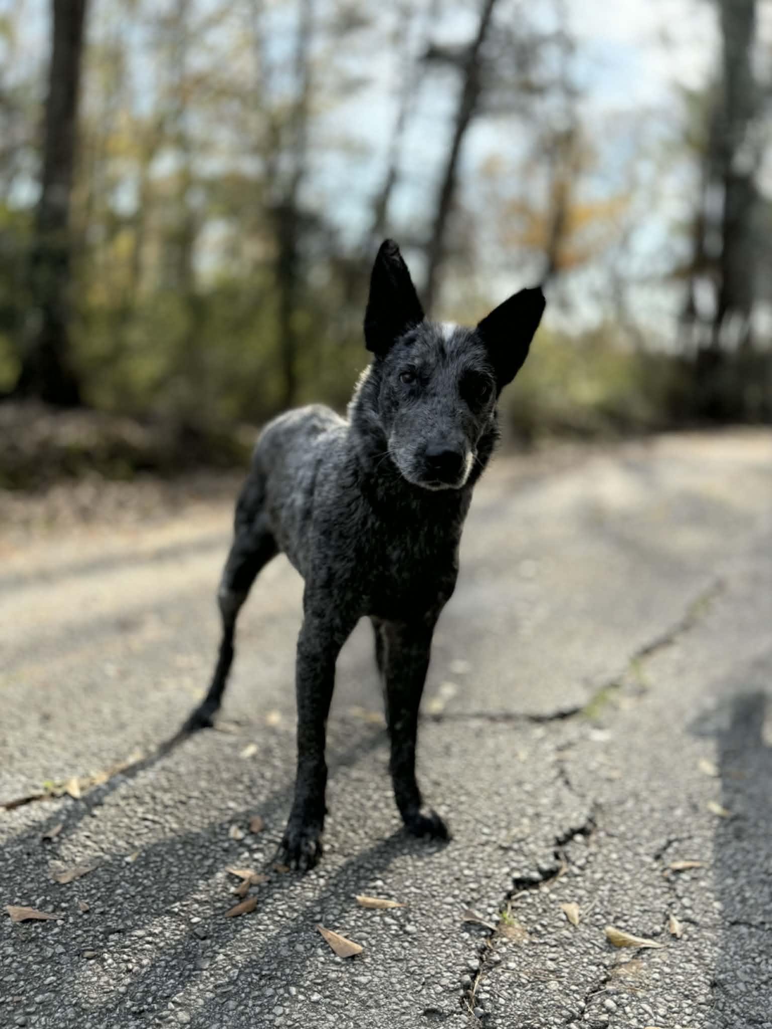 Enlarge Blue, a ADOPTABLE Australian Cattle Dog / Blue Heeler in Baton Rouge, LA image 2/4
