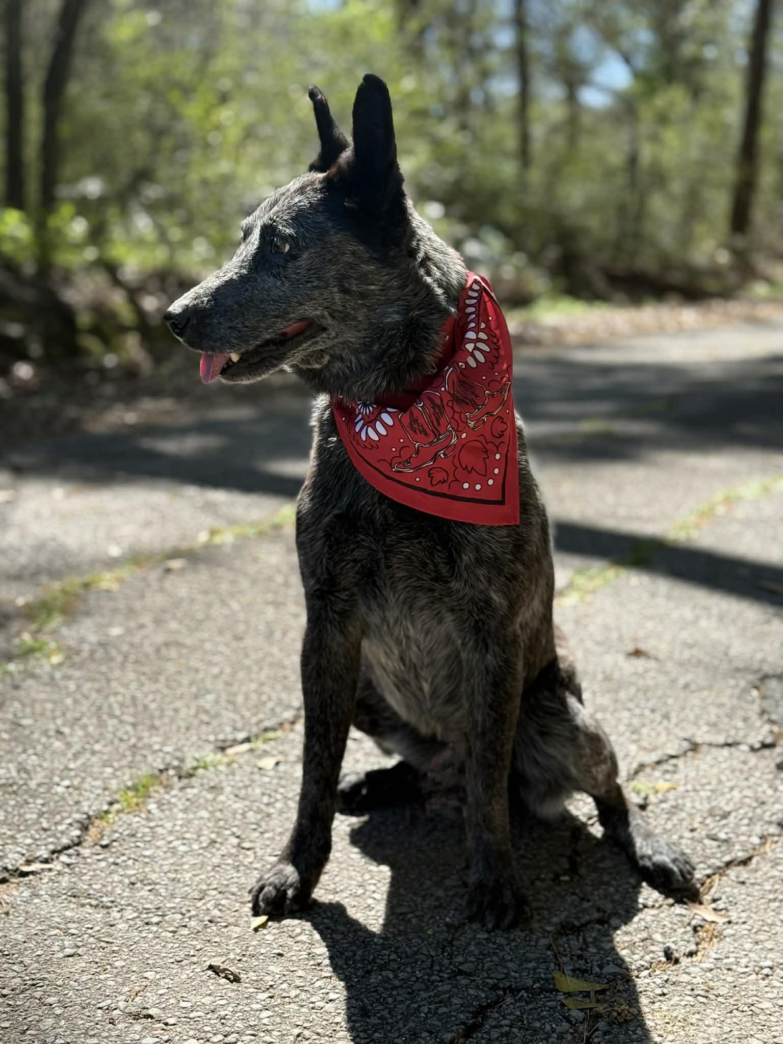 Enlarge Blue, a ADOPTABLE Australian Cattle Dog / Blue Heeler in Baton Rouge, LA image 1/4