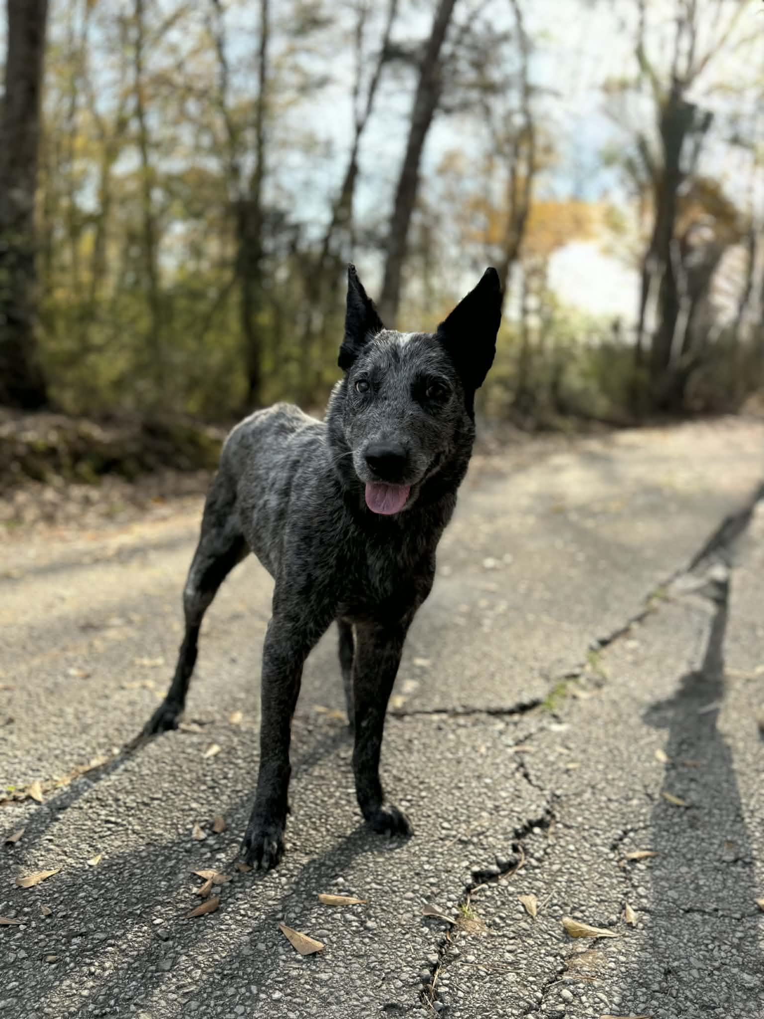 Enlarge Blue, a ADOPTABLE Australian Cattle Dog / Blue Heeler in Baton Rouge, LA image 3/4