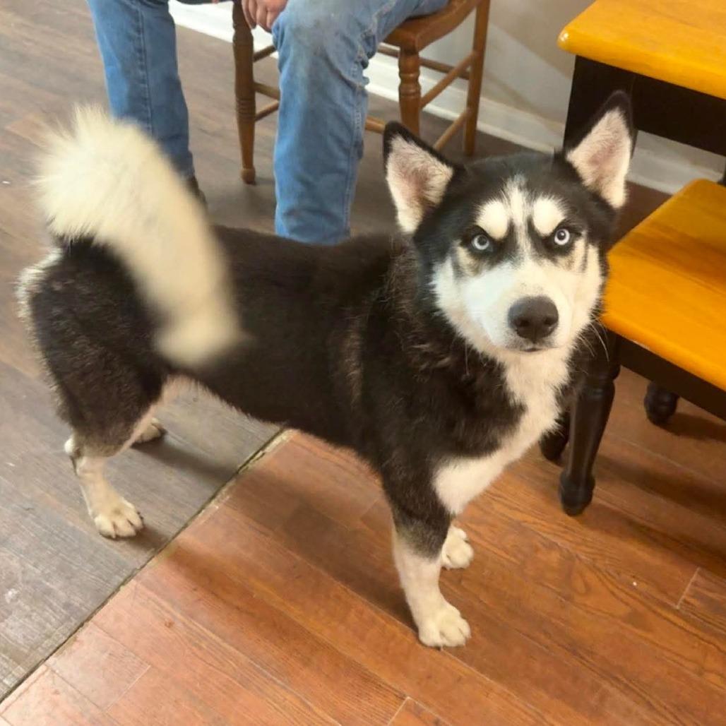 Maverick, Adoptable, Adult Male Alaskan Malamute.