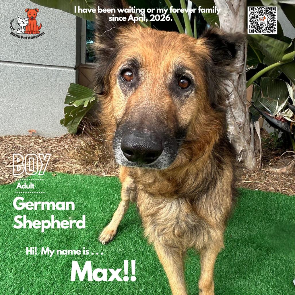 Enlarge Max, a Adoptable German Shepherd Dog in Westminster, CA image 1/1
