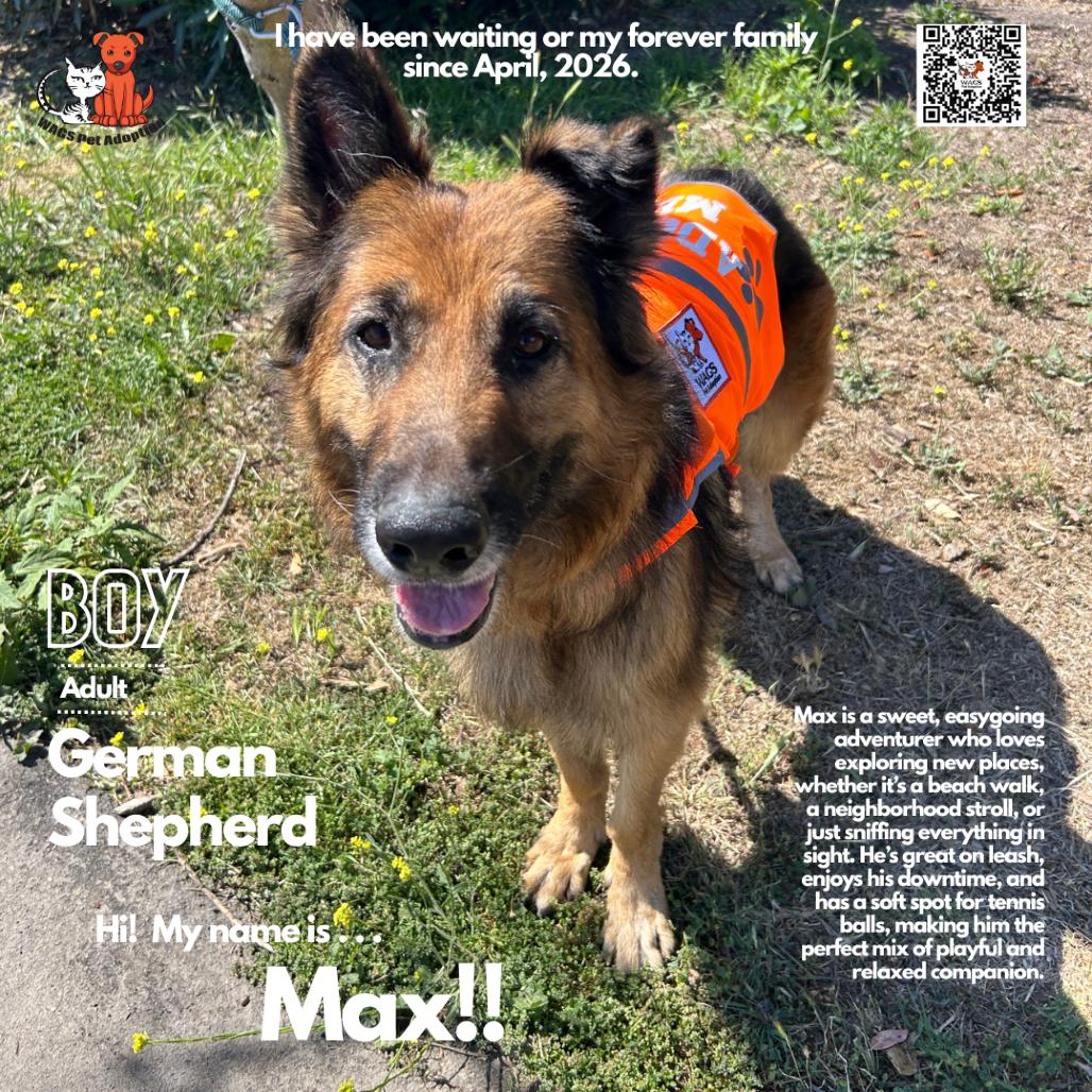 Max, a Adoptable German Shepherd Dog in Westminster, CA image 2/2