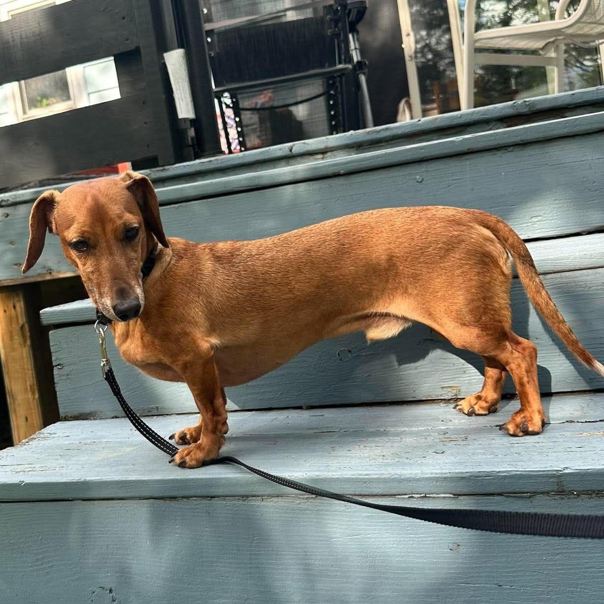 Chief, Adoptable, Adult Male Dachshund.
