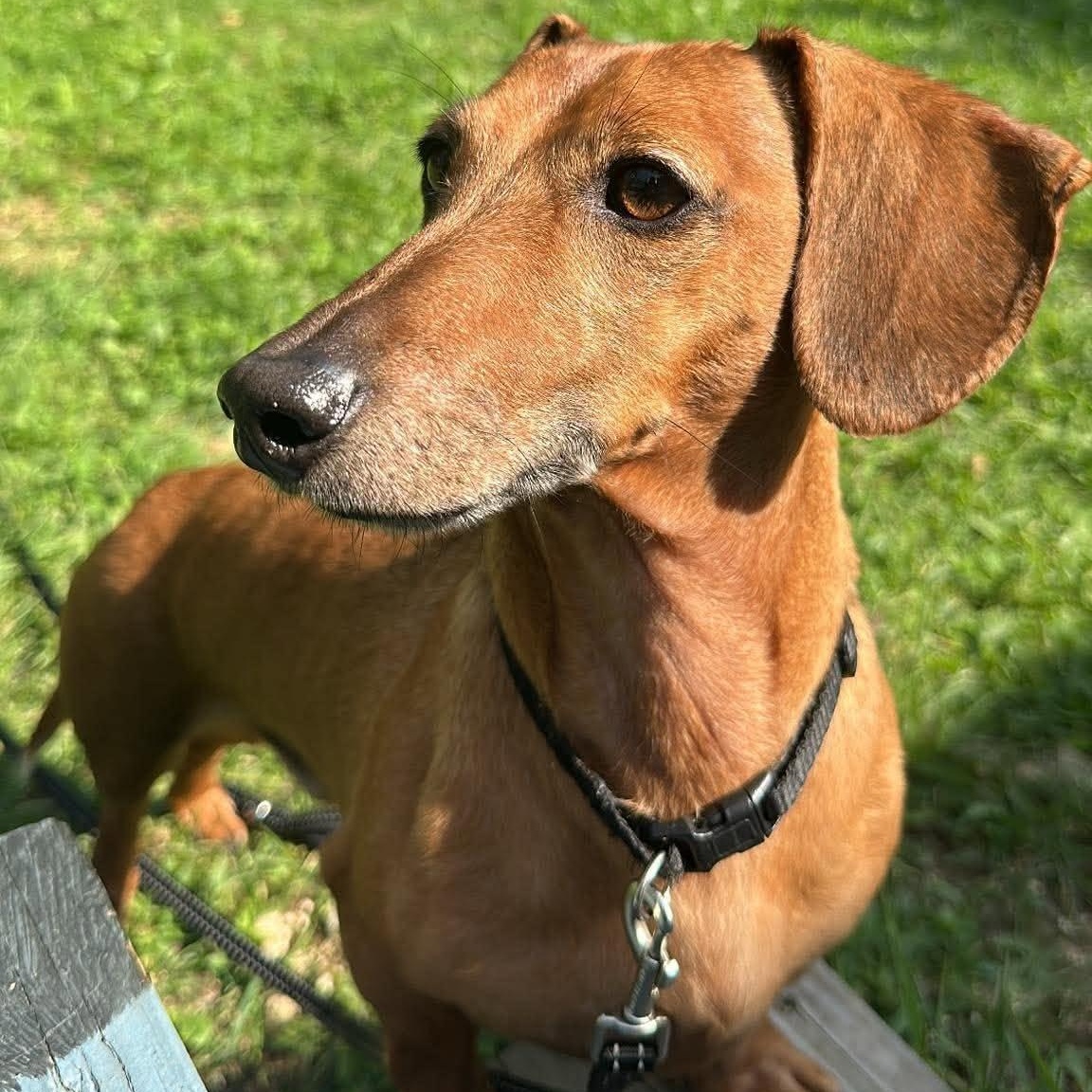 Enlarge Chief, a Adoptable Dachshund in Rochester, NY image 3/6
