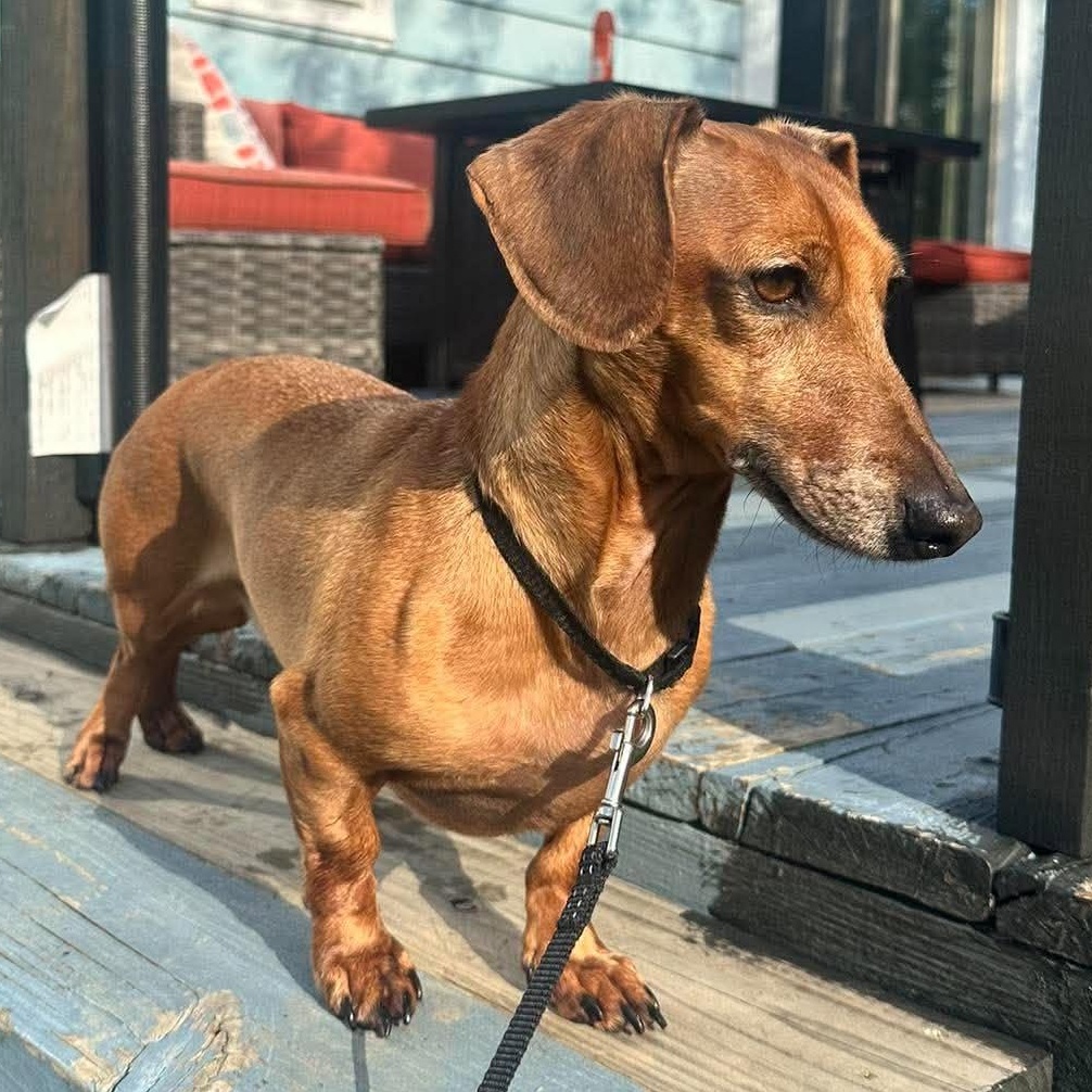 Enlarge Chief, a Adoptable Dachshund in Rochester, NY image 4/6