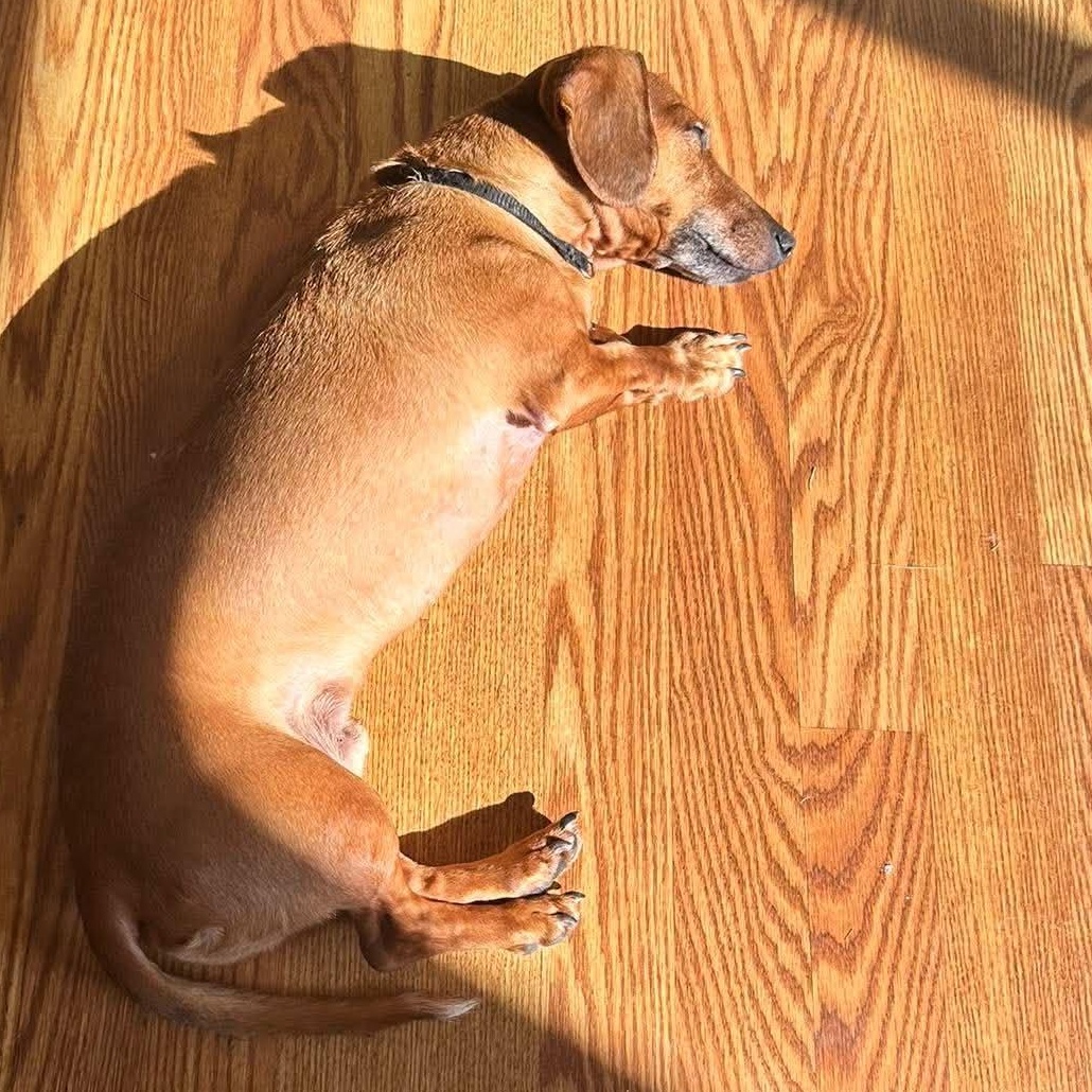 Enlarge Chief, a Adopted Dachshund in Rochester, NY image 6/6