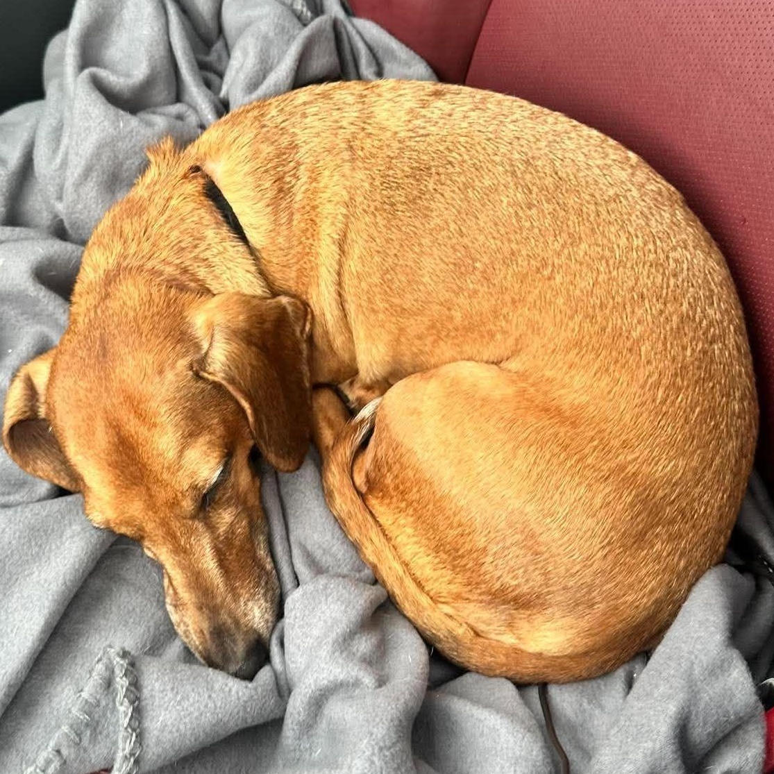 Enlarge Chief, a Adoptable Dachshund in Rochester, NY image 5/6
