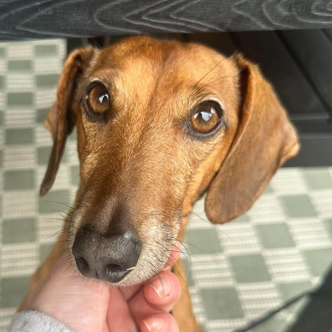 Enlarge Chief, a Adoptable Dachshund in Rochester, NY image 2/6