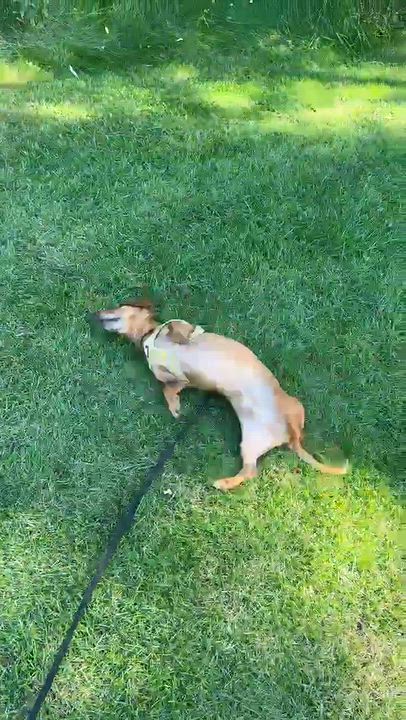 Enlarge Chief, a Adoptable Dachshund in Rochester, NY video 6/6