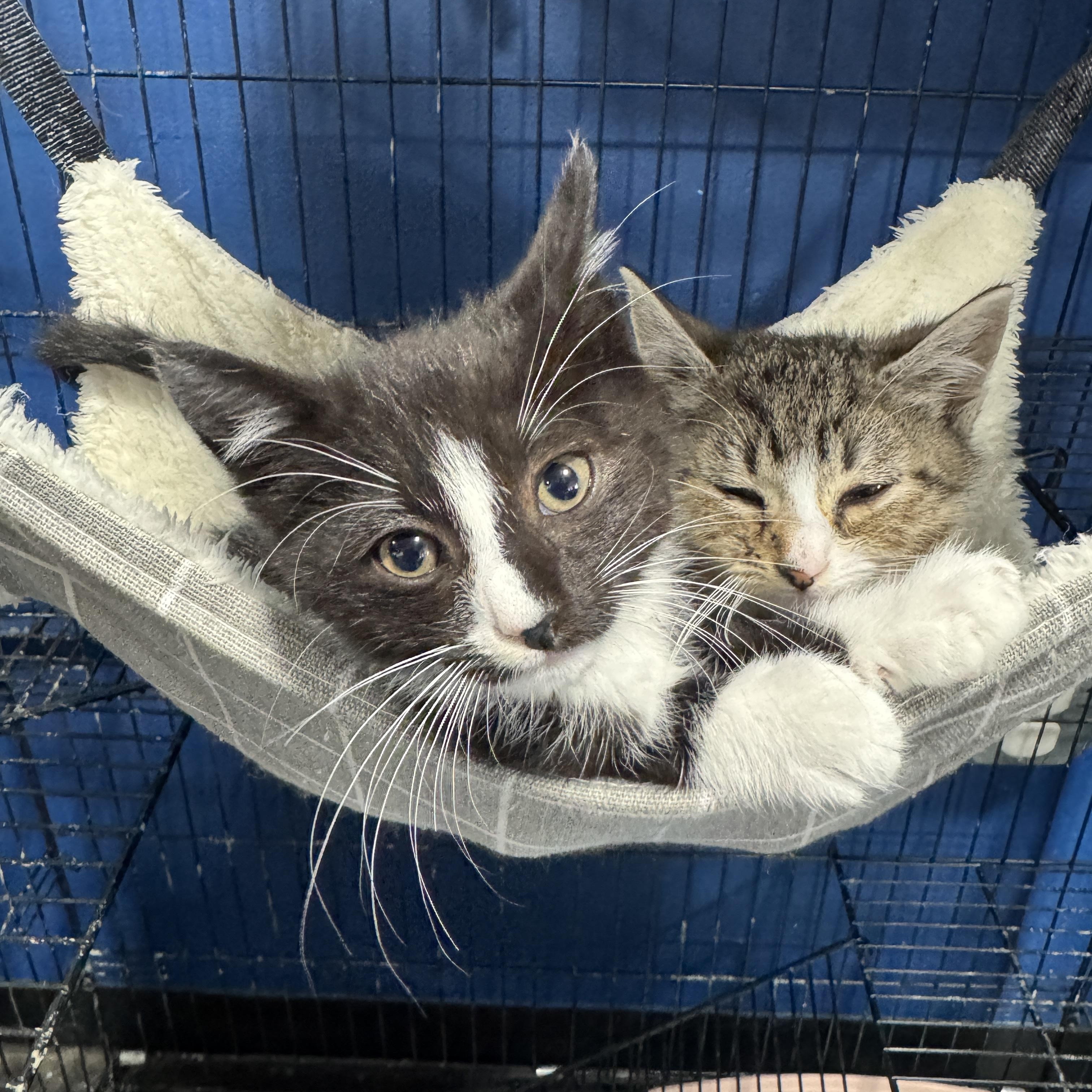 Mercedes & Martin, ADOPTABLE, Kitten Male Domestic Short Hair.