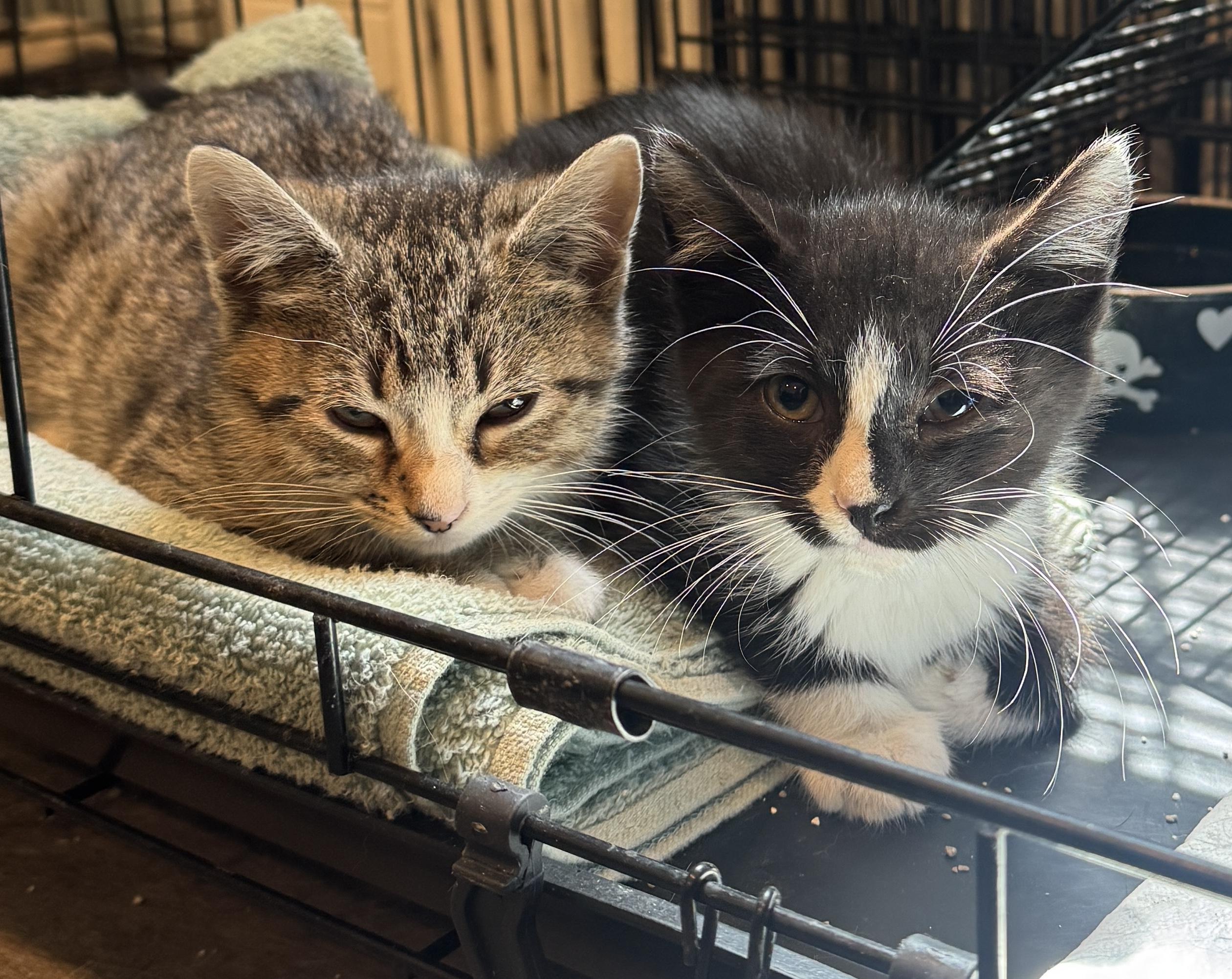 Enlarge Mercedes & Martin, a ADOPTABLE mixed breed in Mendham, NJ image 1/5